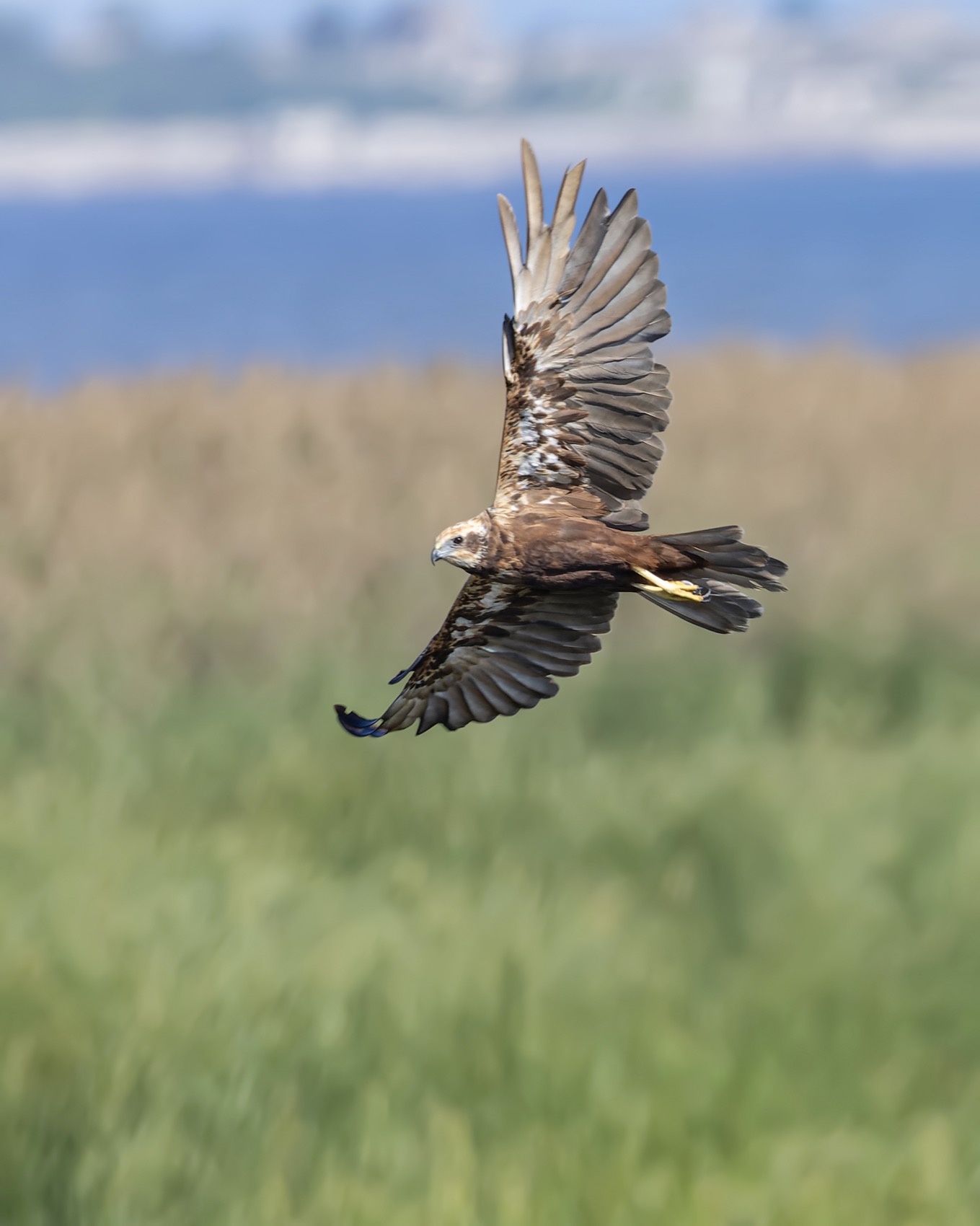 болотный лунь, лунь, птицы, Руслан Pl