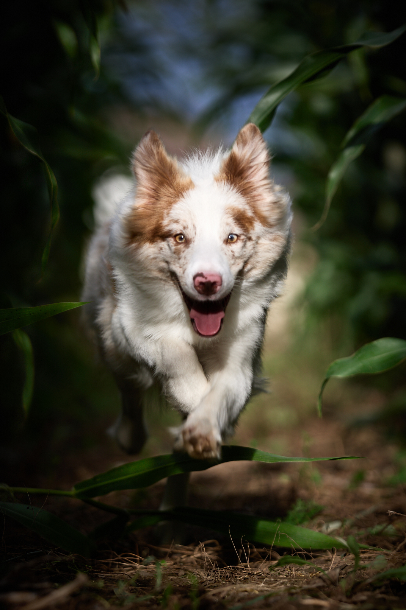 собака, бордер колли, съемка собак, в листьях, Иван Вострецов