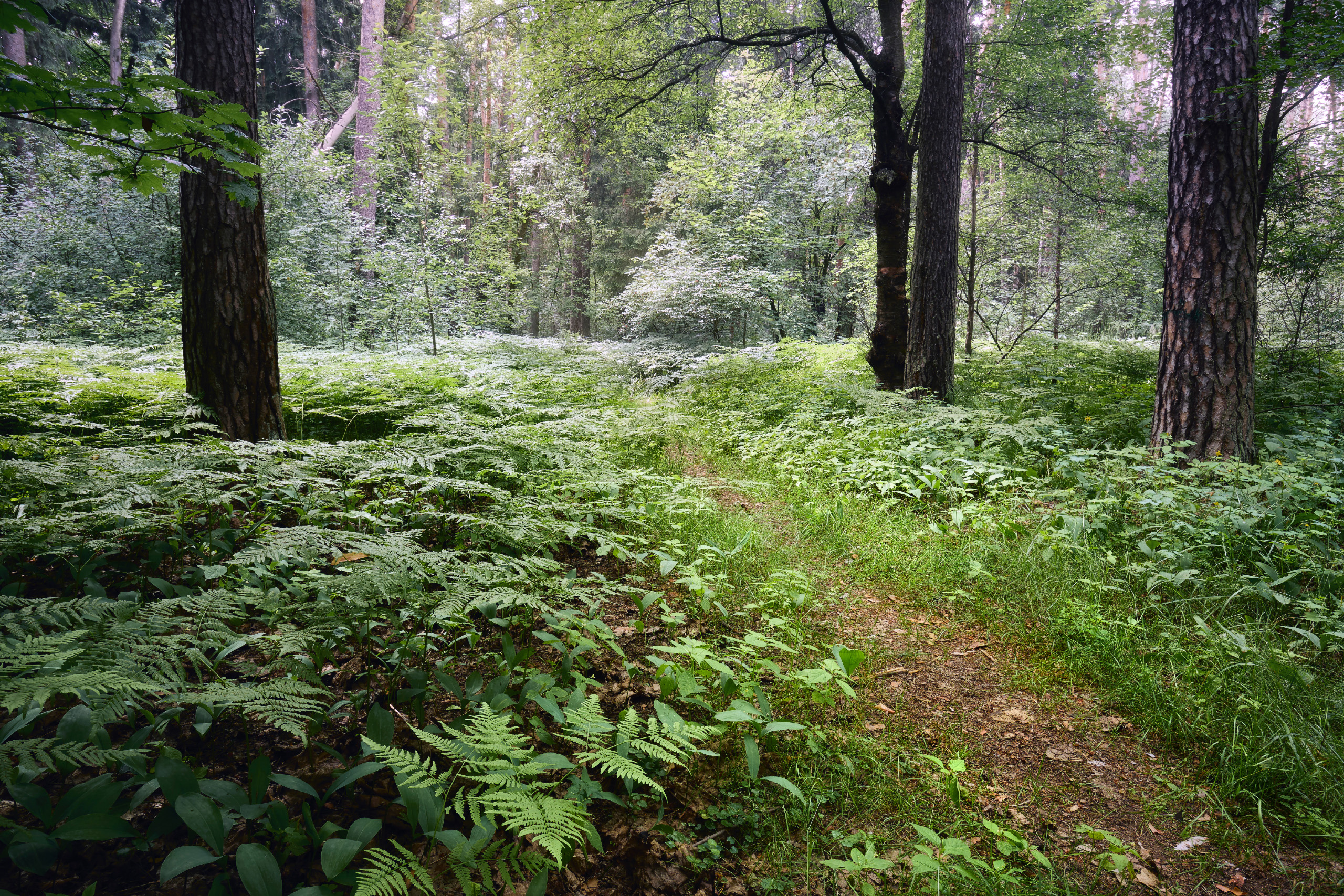 лес, деревья, листва, свет, Валерий Вождаев