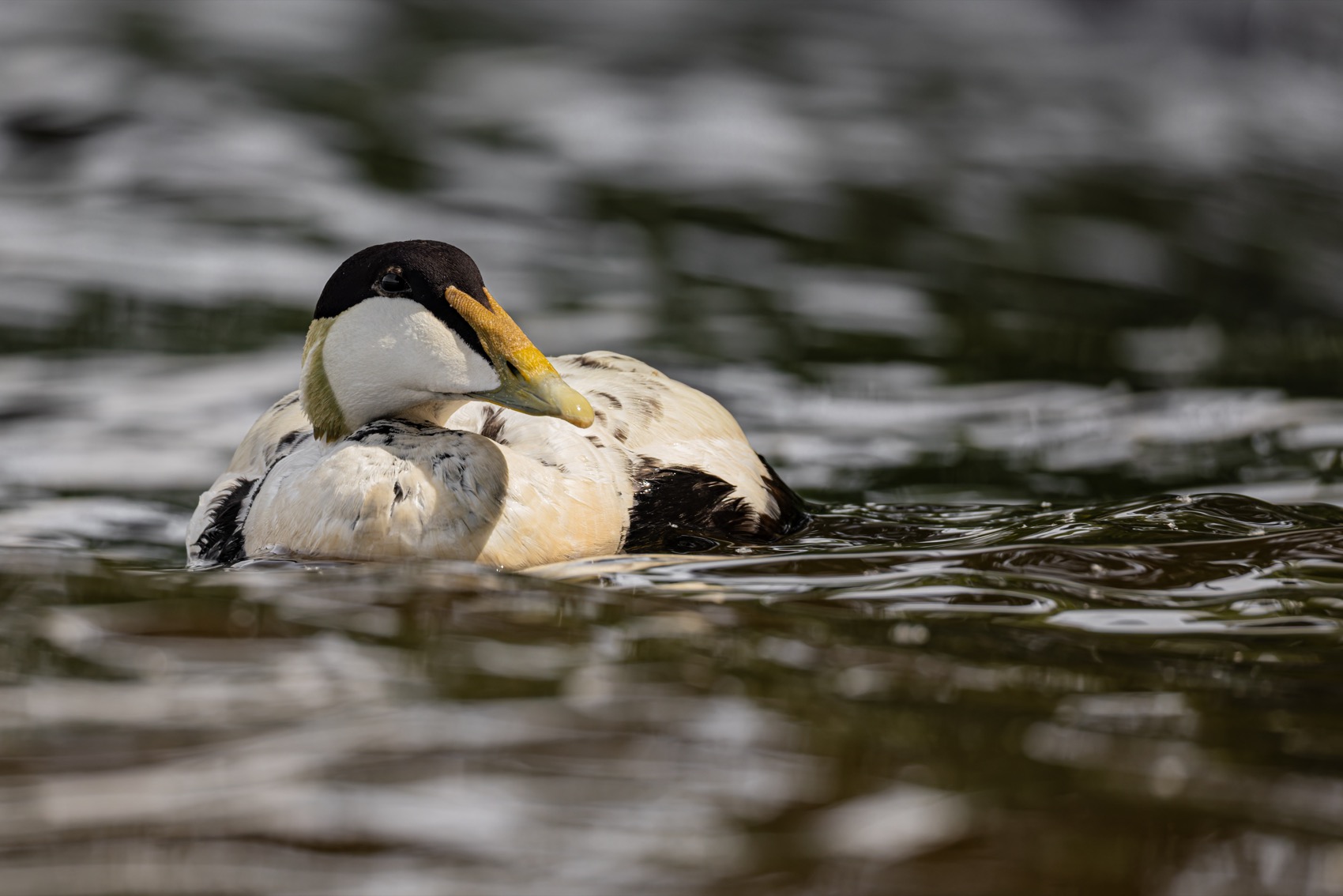 гага, утка, птицы, нева, Руслан Pl