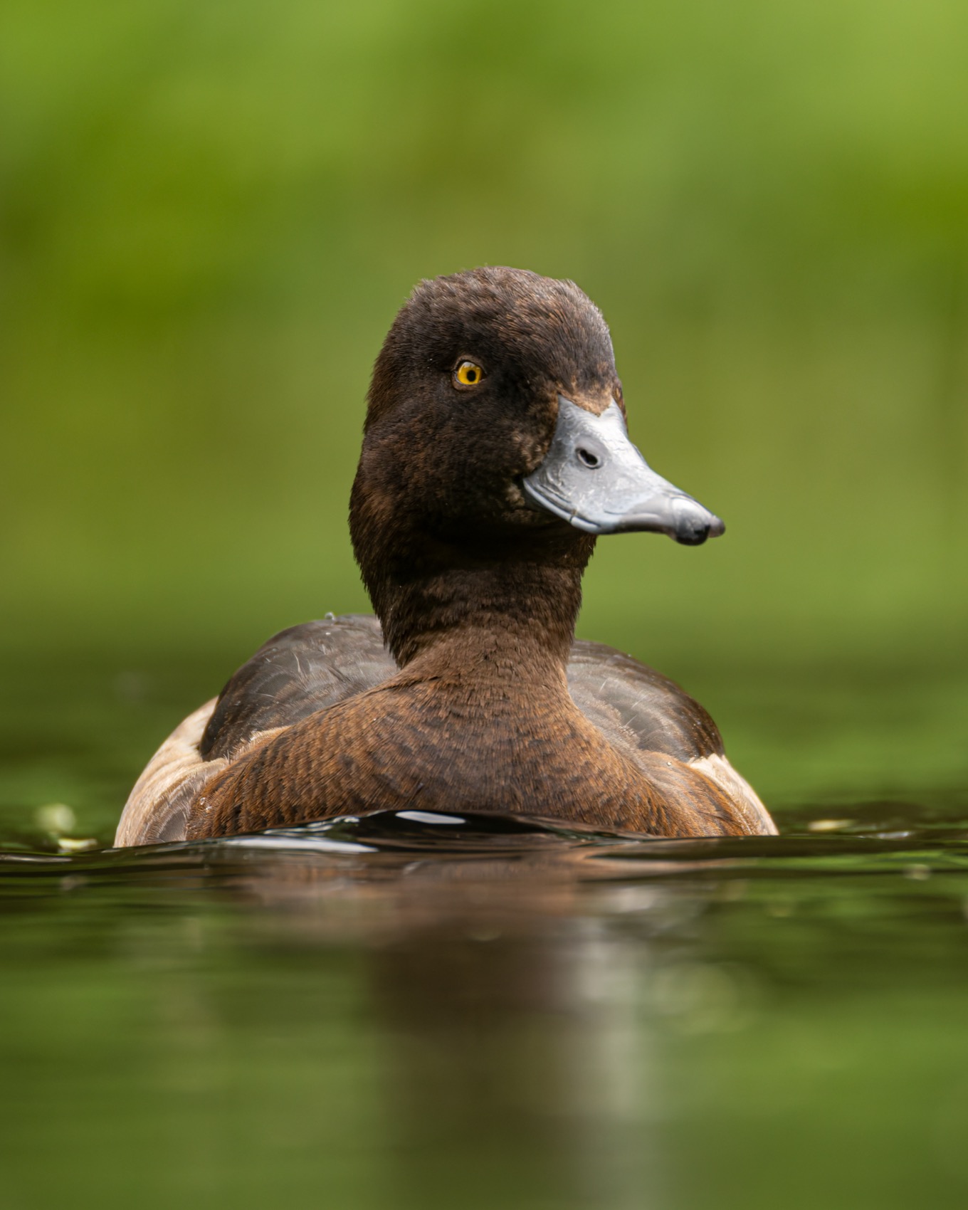 хохлатая чернеть, нырок, чернеть, утка, птицы, Руслан Pl