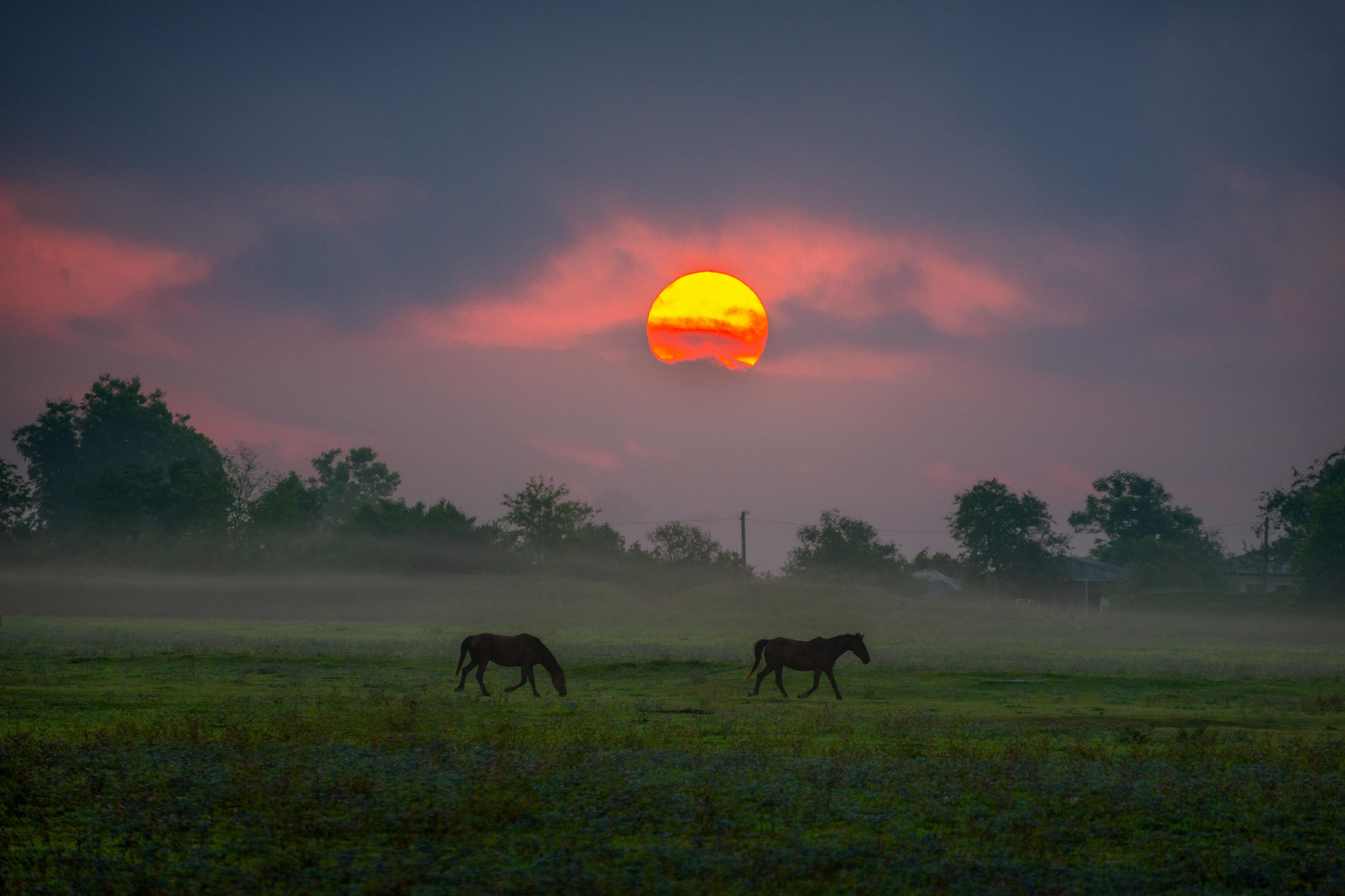 #sunrise, #horses, #landscape, Saba Gloveli