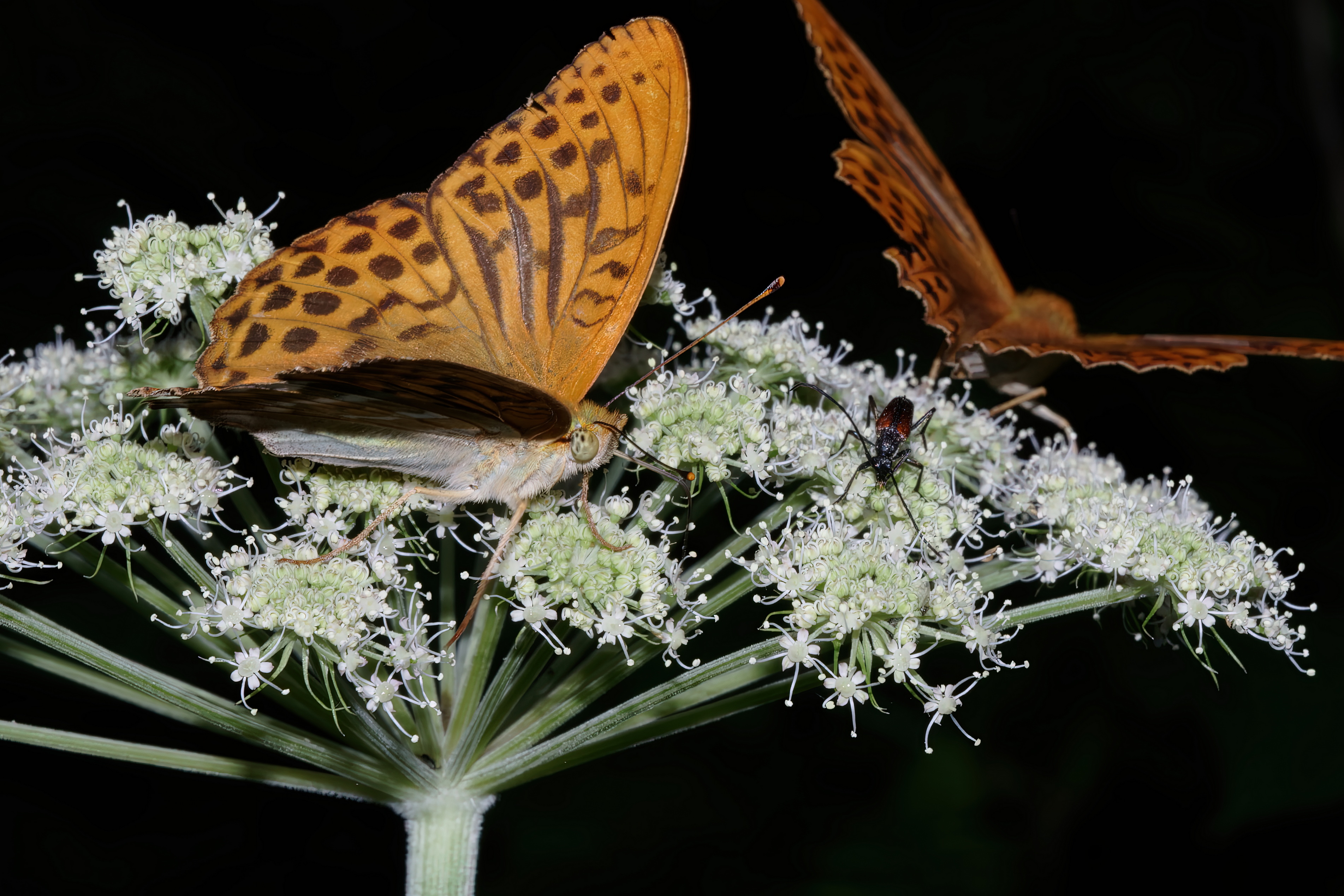 , Кузнецов Дмитрий