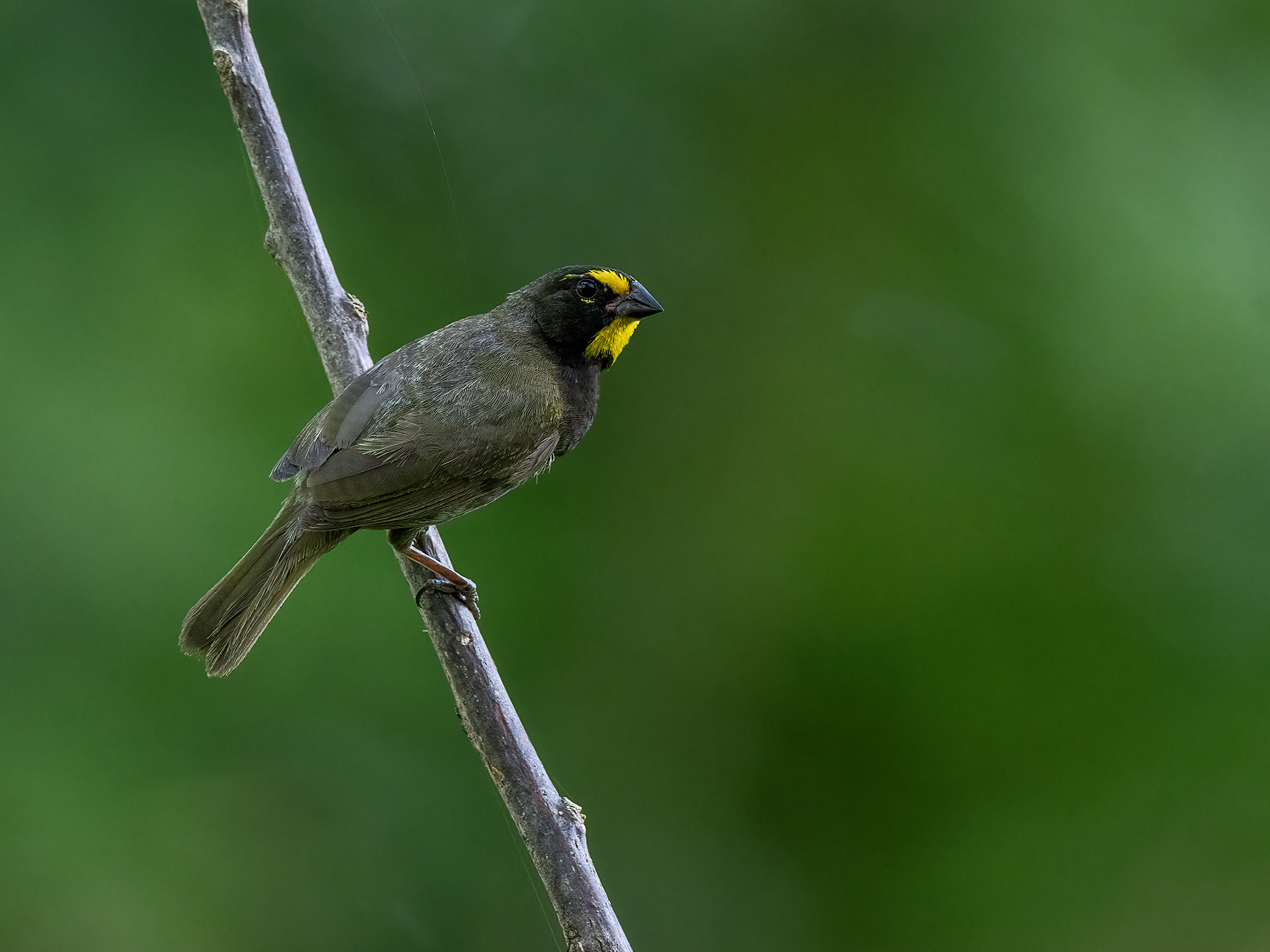 , Fernando Burgalin Sequeira