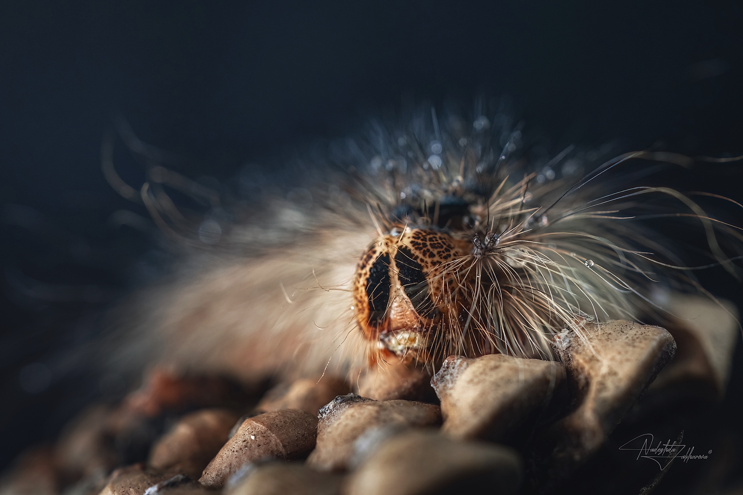 шелкопряд, насекомые, гусеницы, макро, макрофотография, арт-фото, артфото, лето, лето2025, Захарова Надежда