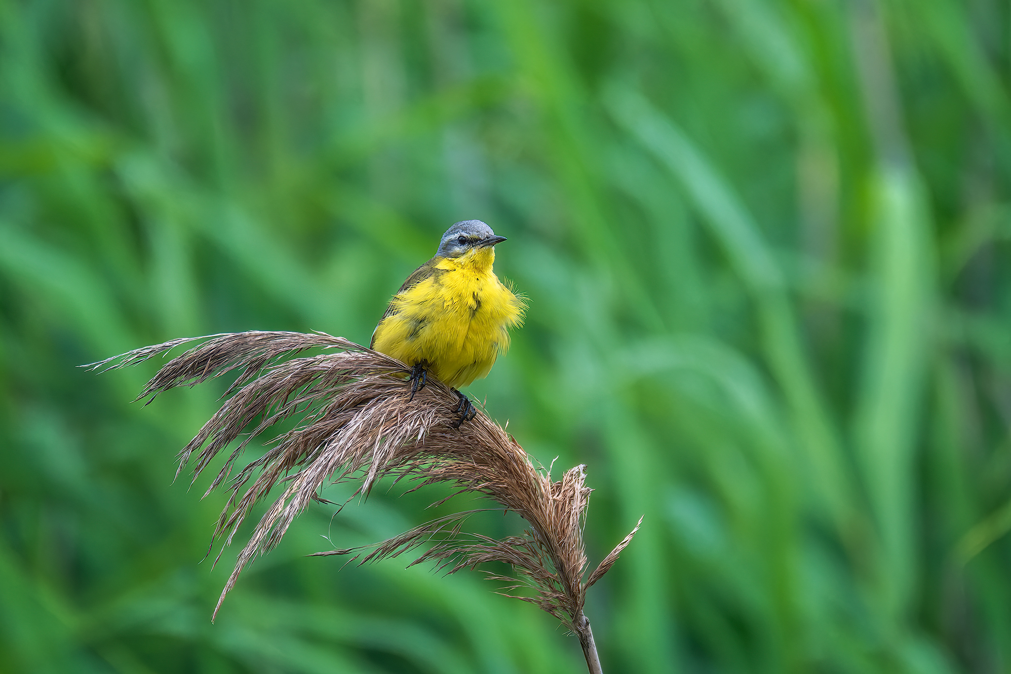 пермский край, птицы, трясогузка, желтая трясогузка ,фотоохота, Кузнецов Кирилл