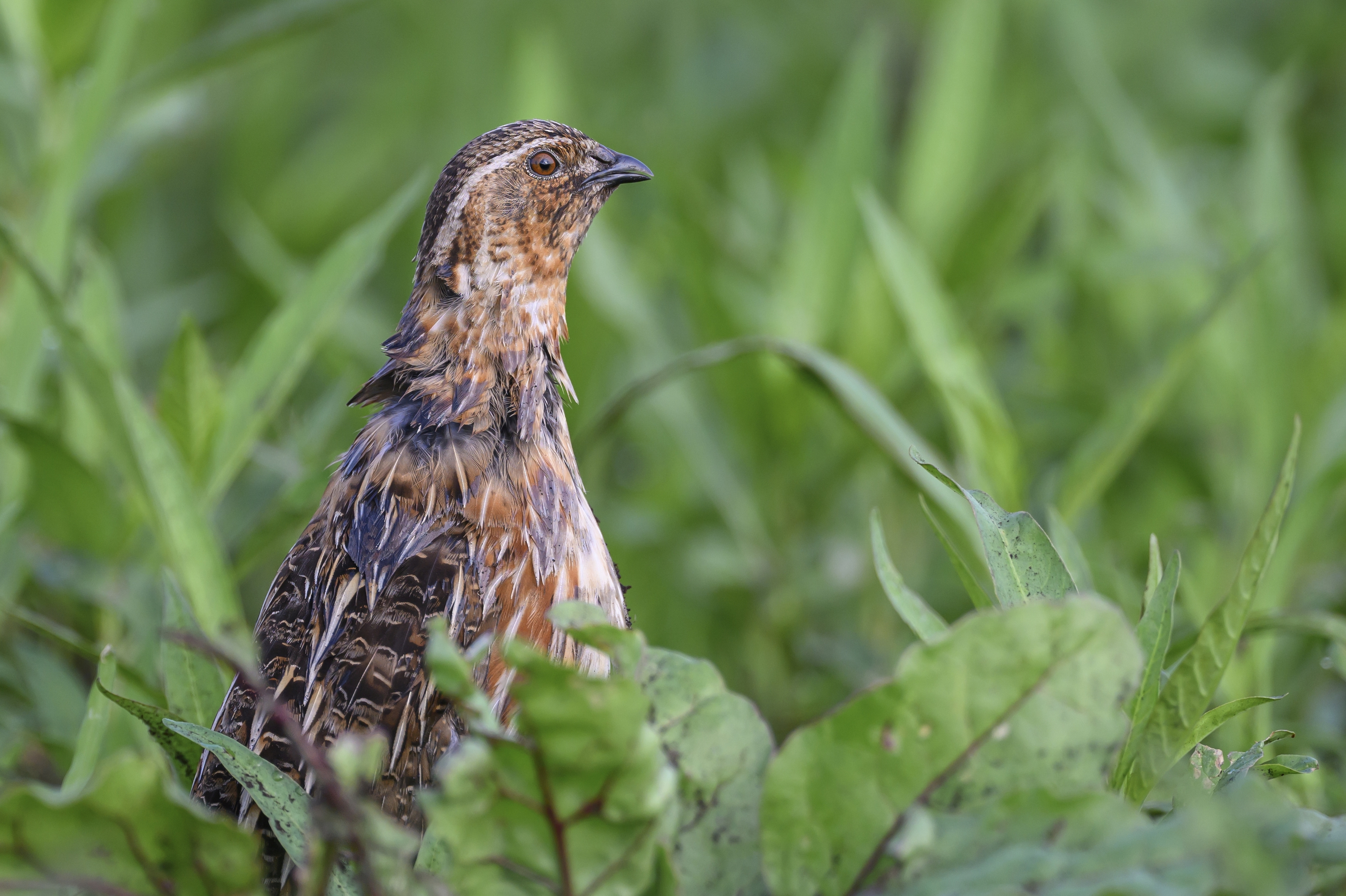 , Пупонин Сергей