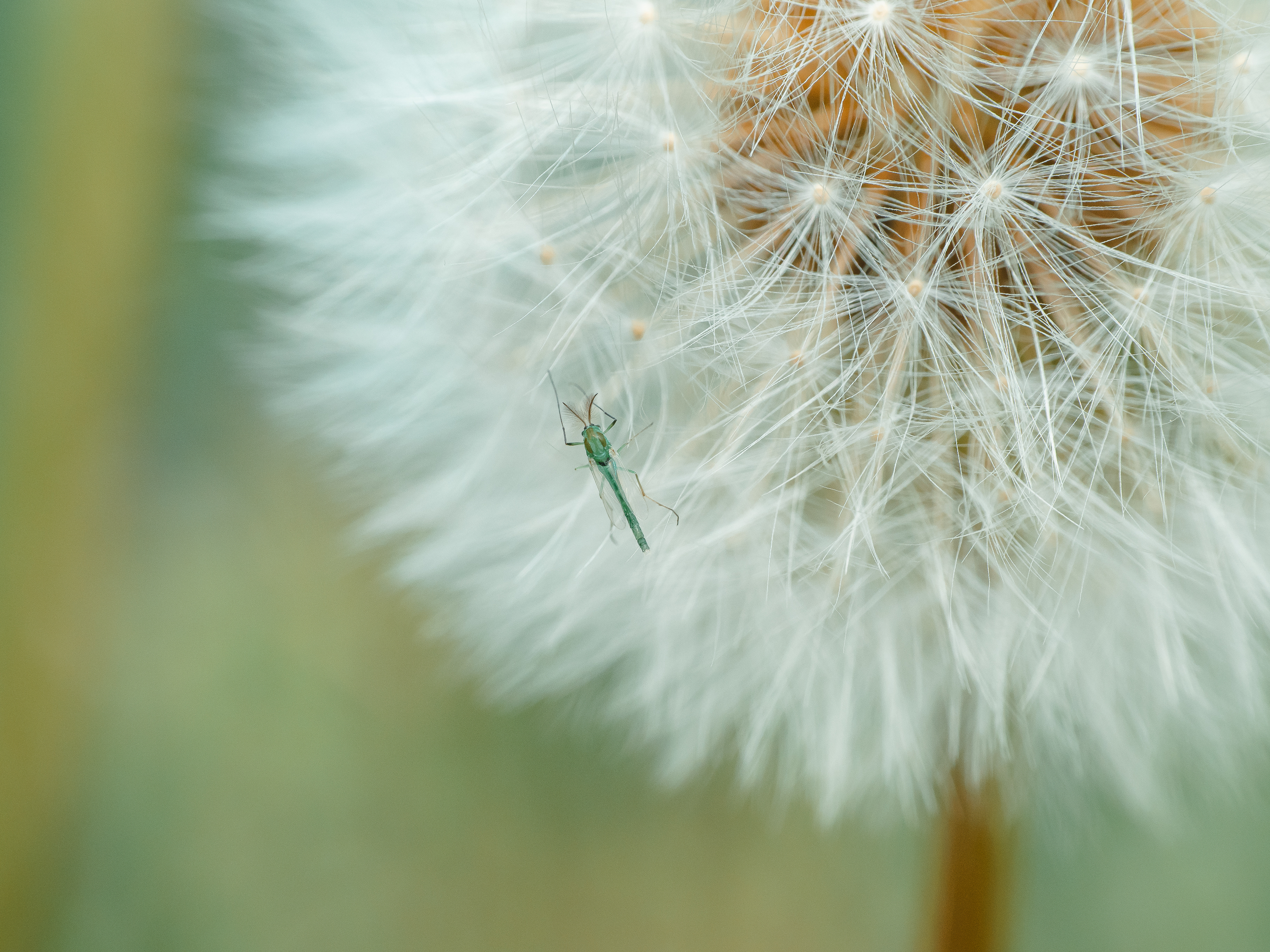 , Ирина Протченко