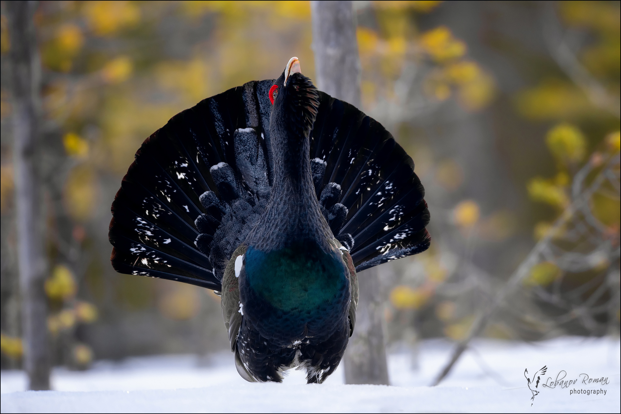 , Лобанов Роман