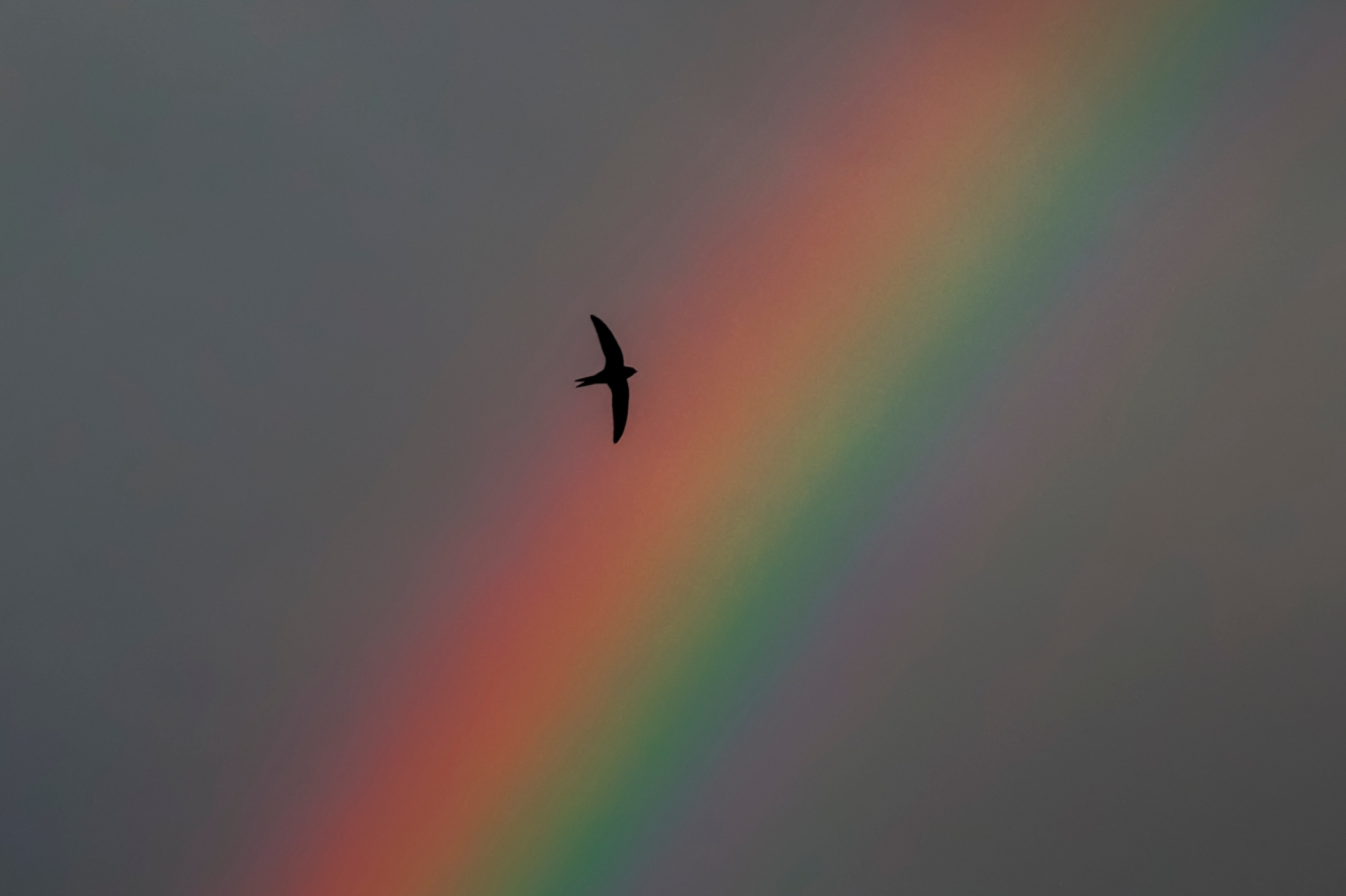 птицы,радуга.небо,пейзаж, Natalia Bolotenkova