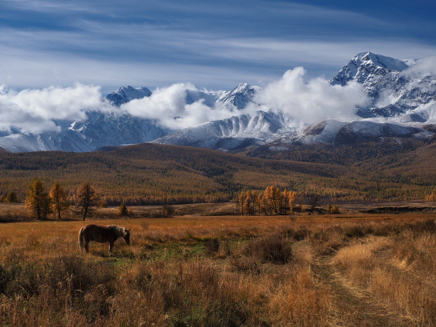 алтай,  горный алтай, курай, Галина Хвостенко