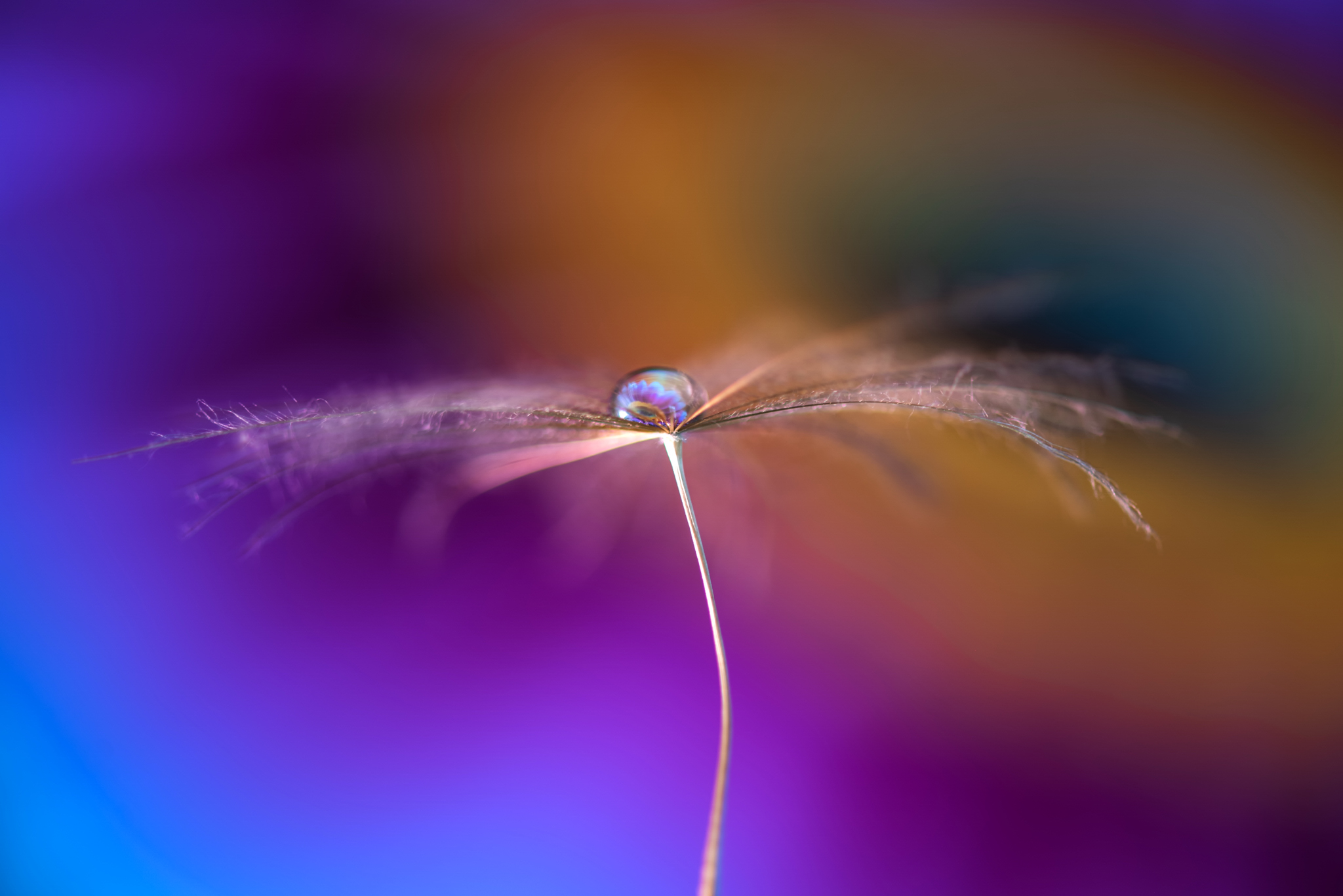 , Mariyana Atanasova - Lucero