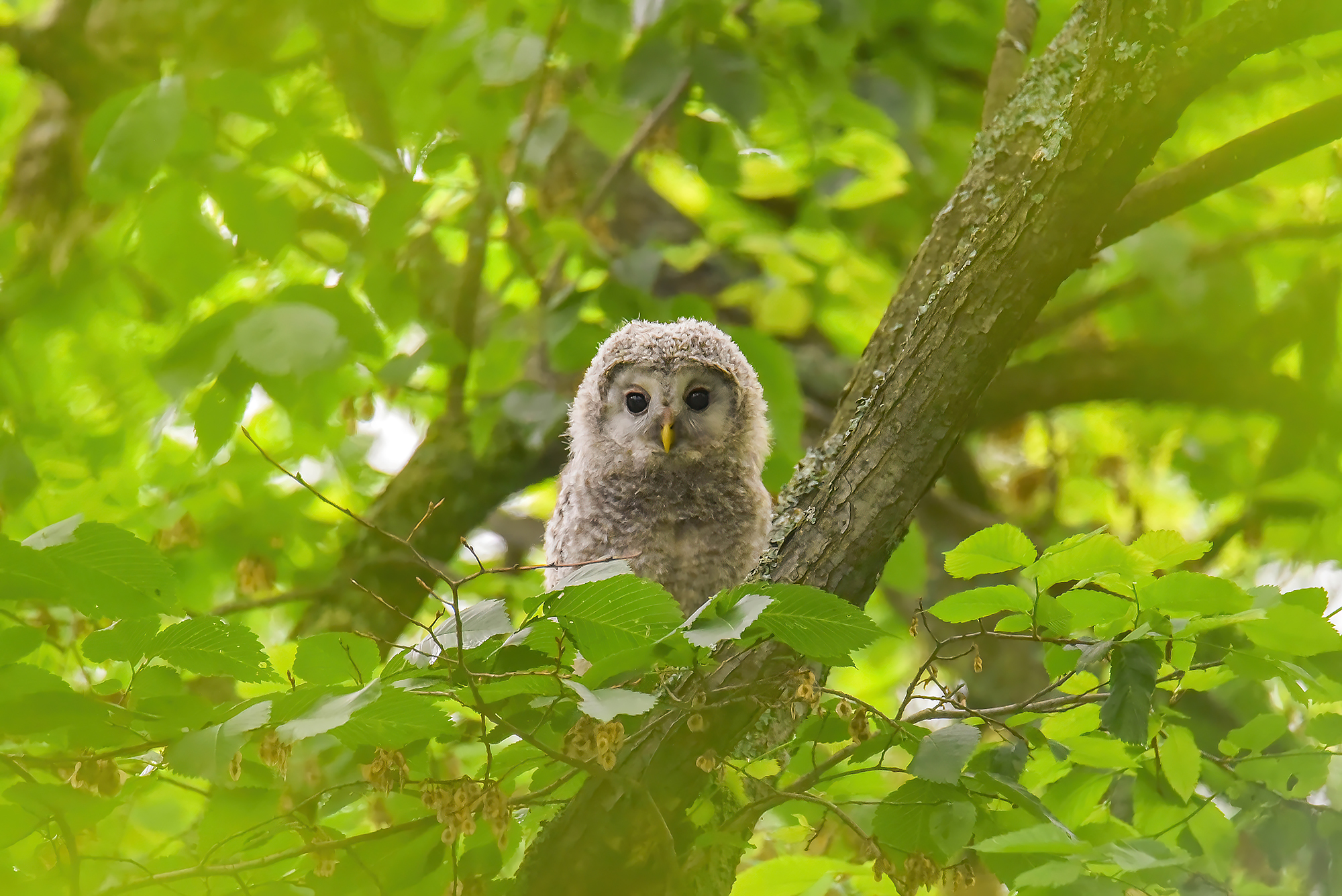 сова неясыть, Бухвалова Анастасия