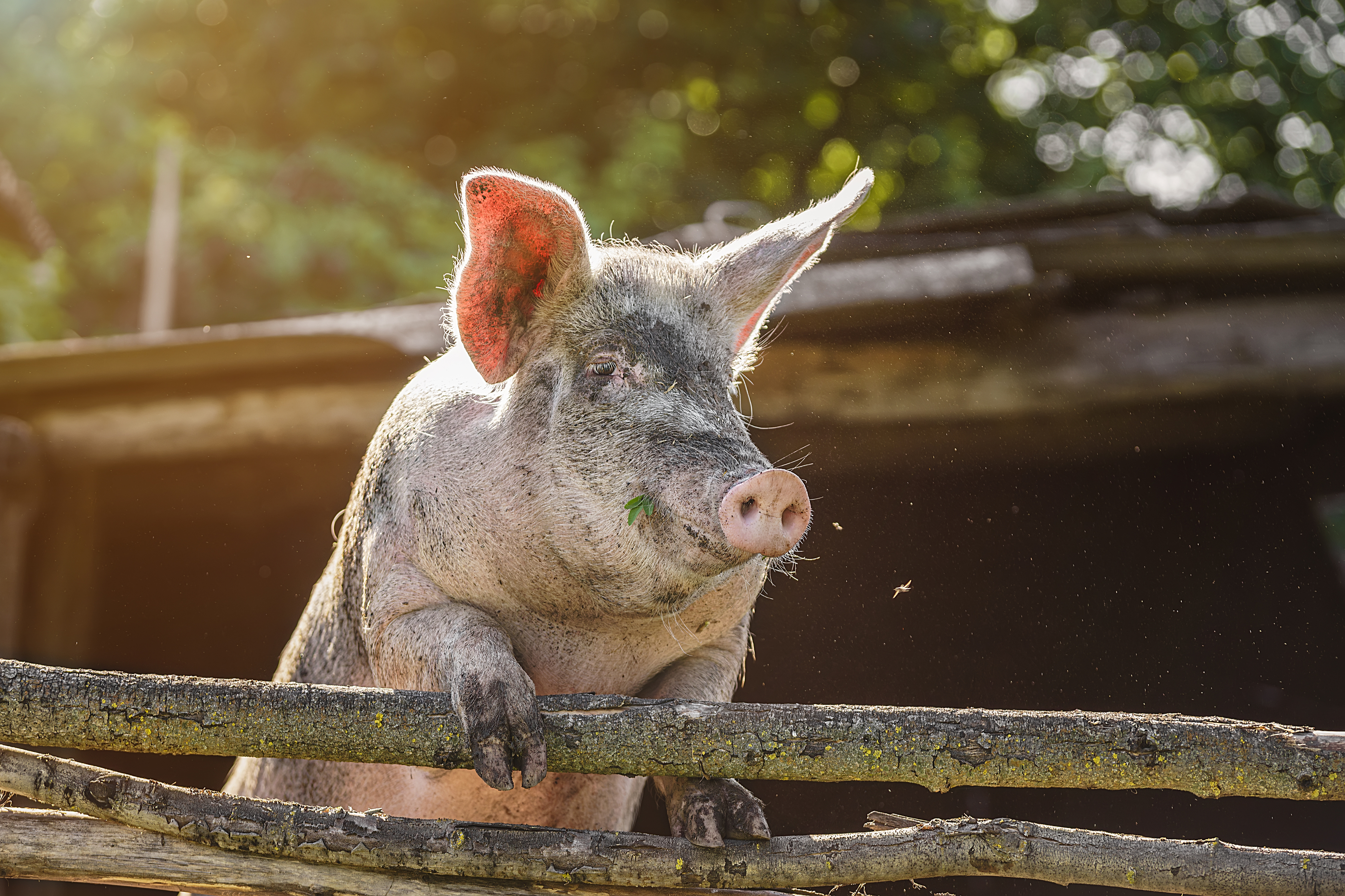 , Корнеев Алексей