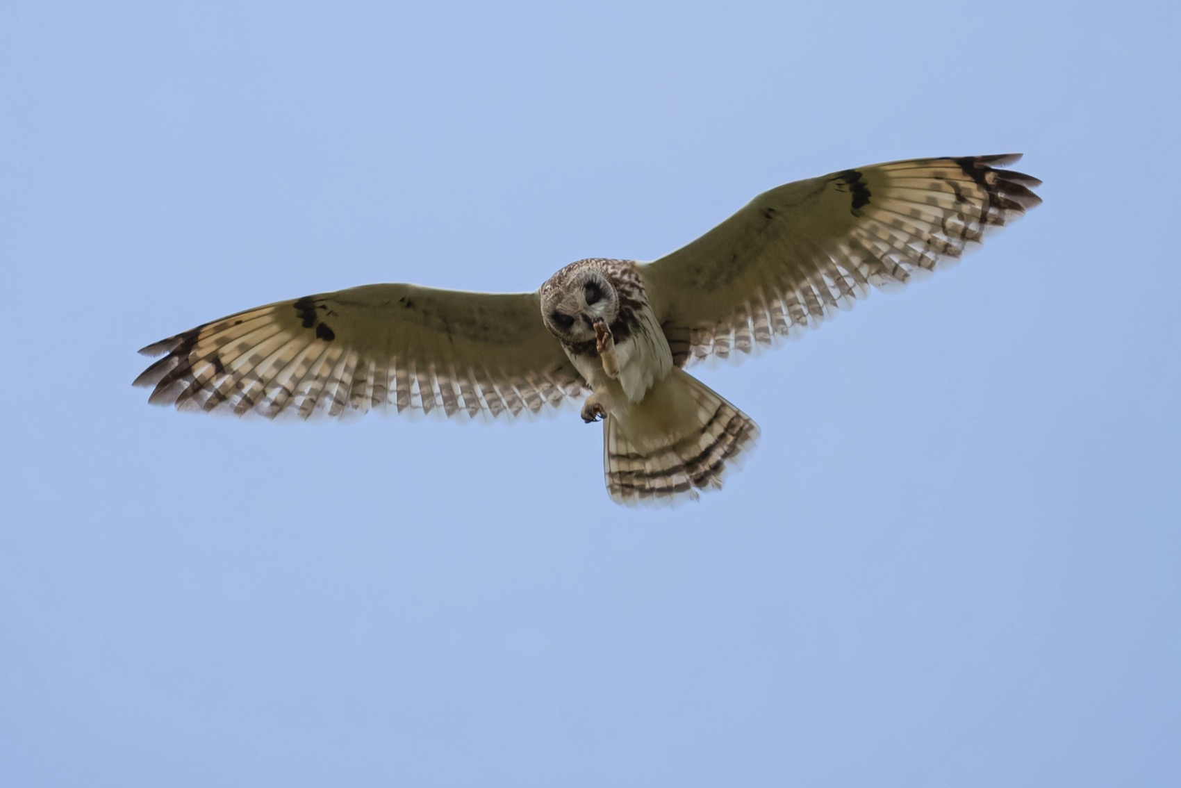 болотная сова, сова, птицы, Руслан Pl