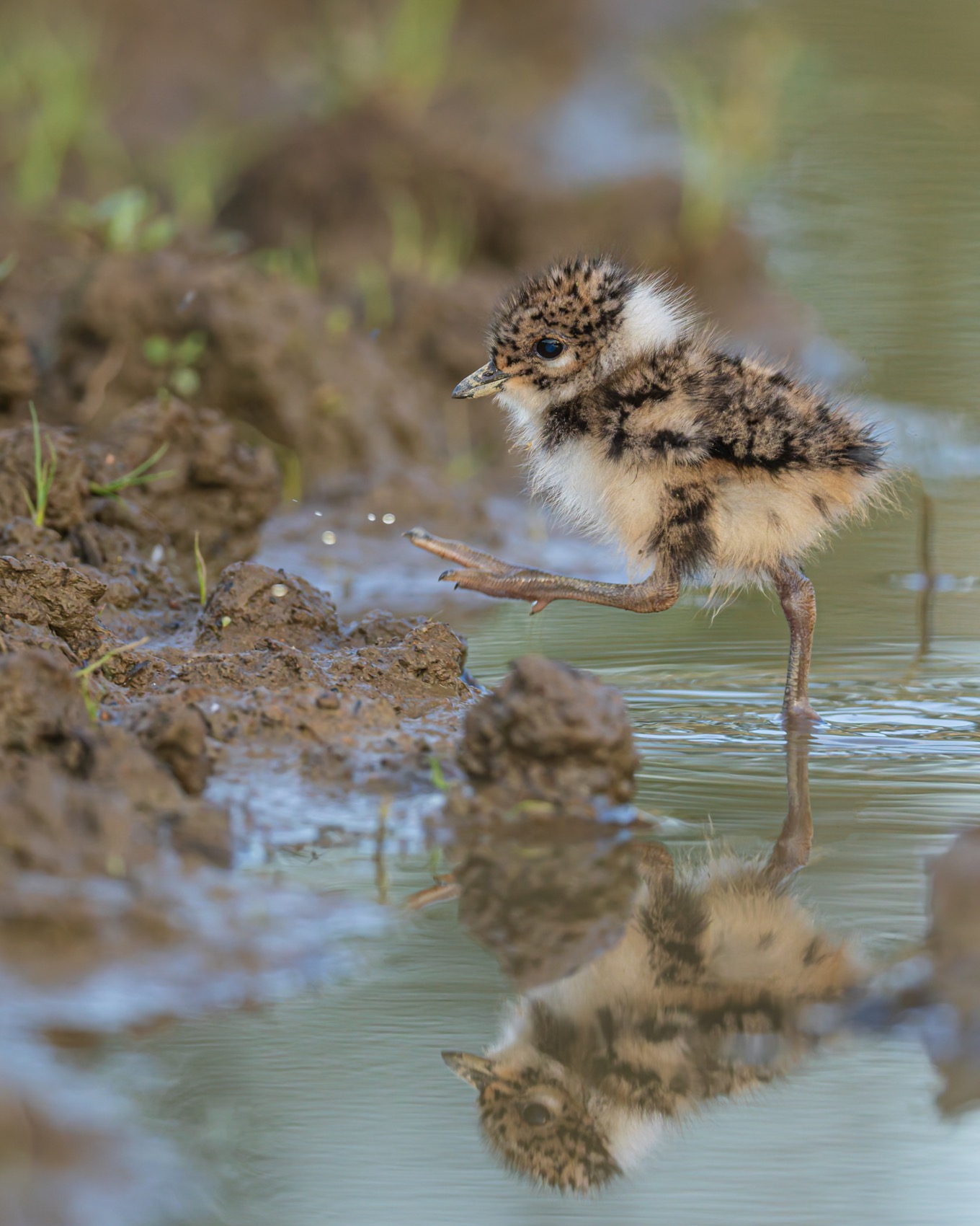 чибис, чибисенок, птицы, Руслан Pl