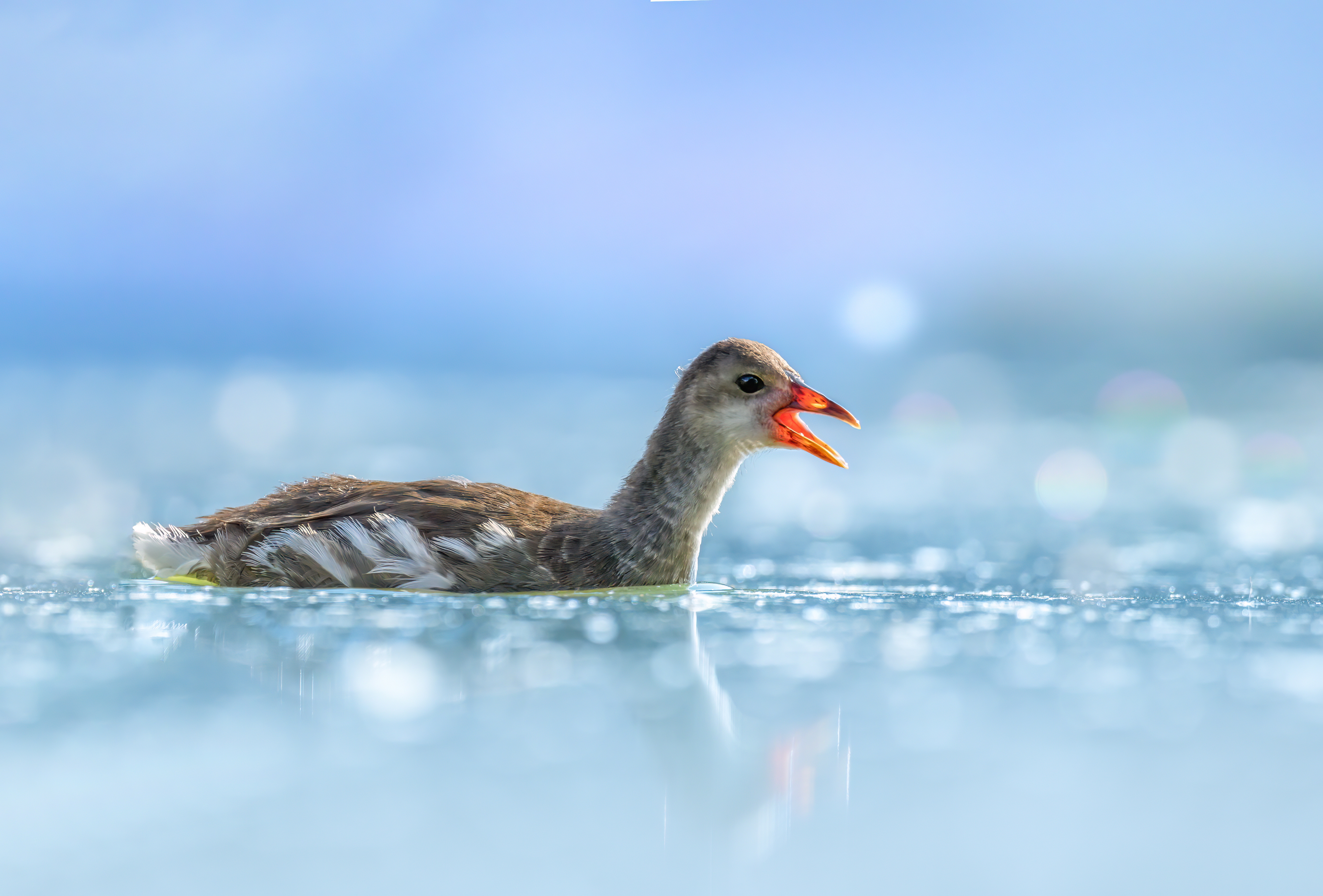 , Maikel Valle Clara