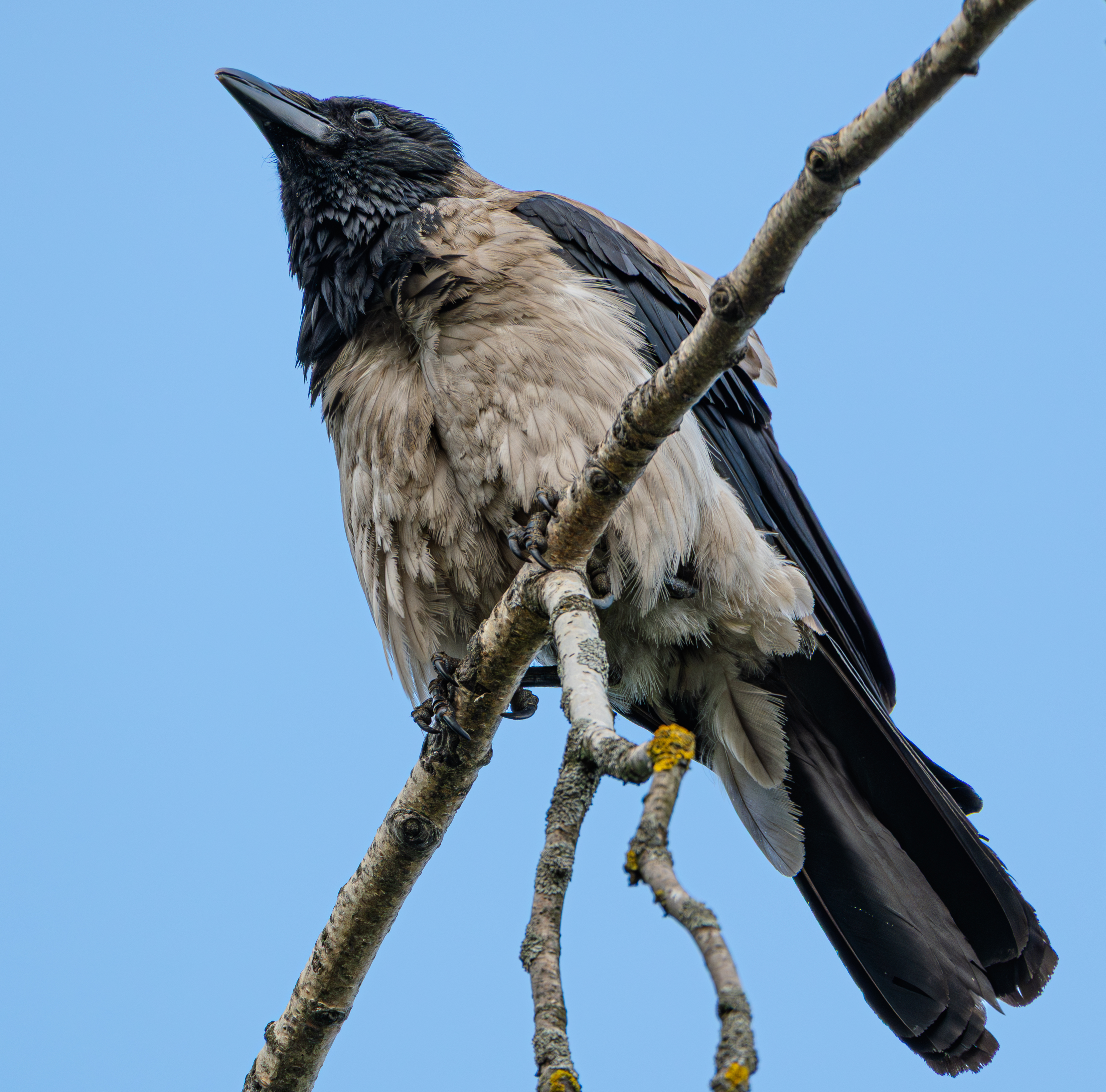 , Курлянцев Алексей