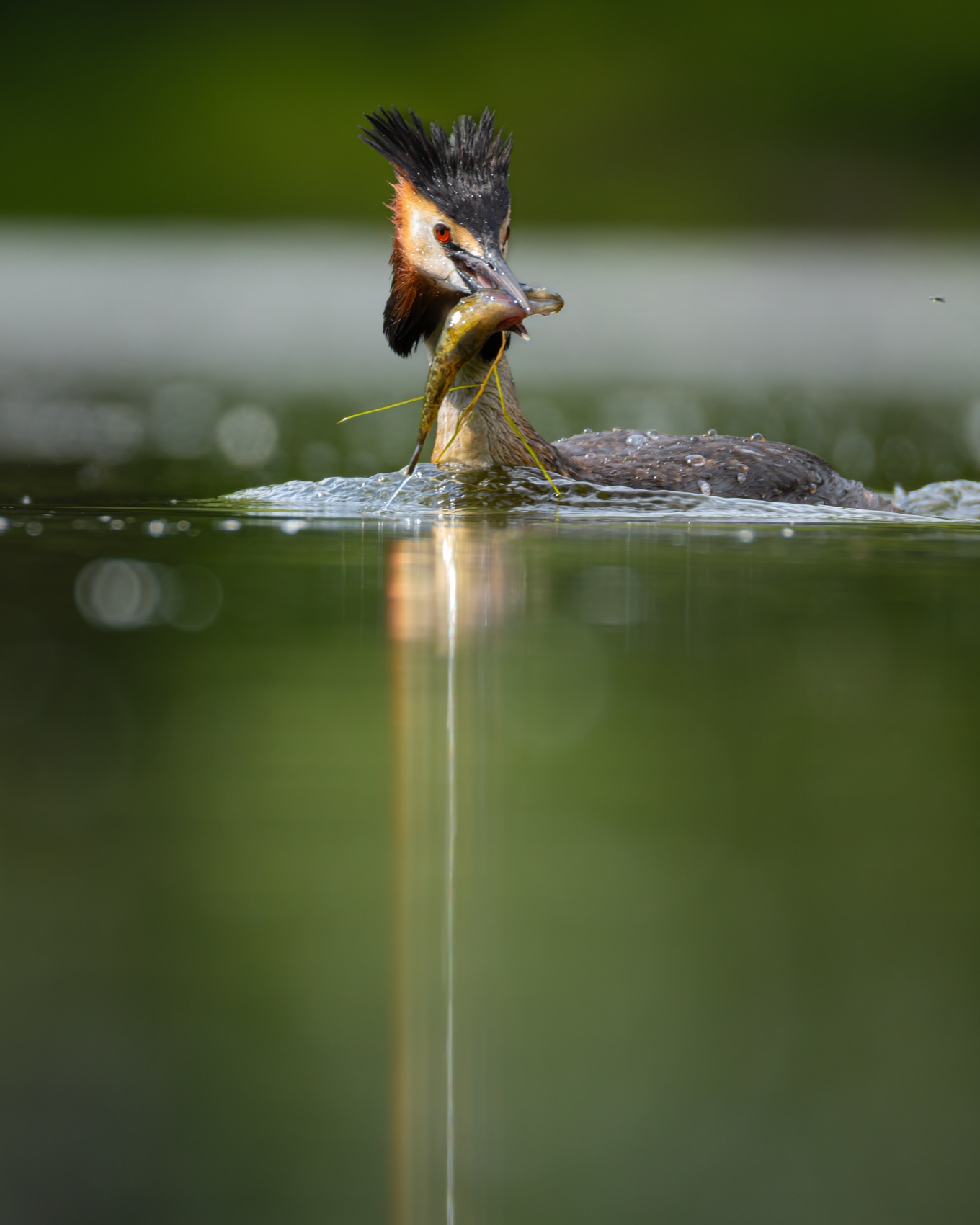 чомга, поганка, большая поганка, птицы, рыбалка, Руслан Pl