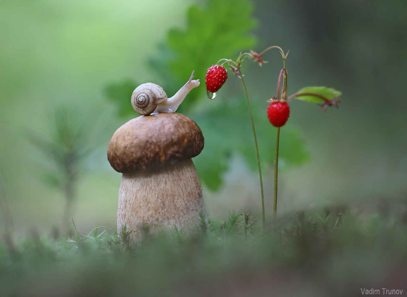 улитка, гриб, snail, ягода, Вадим Трунов