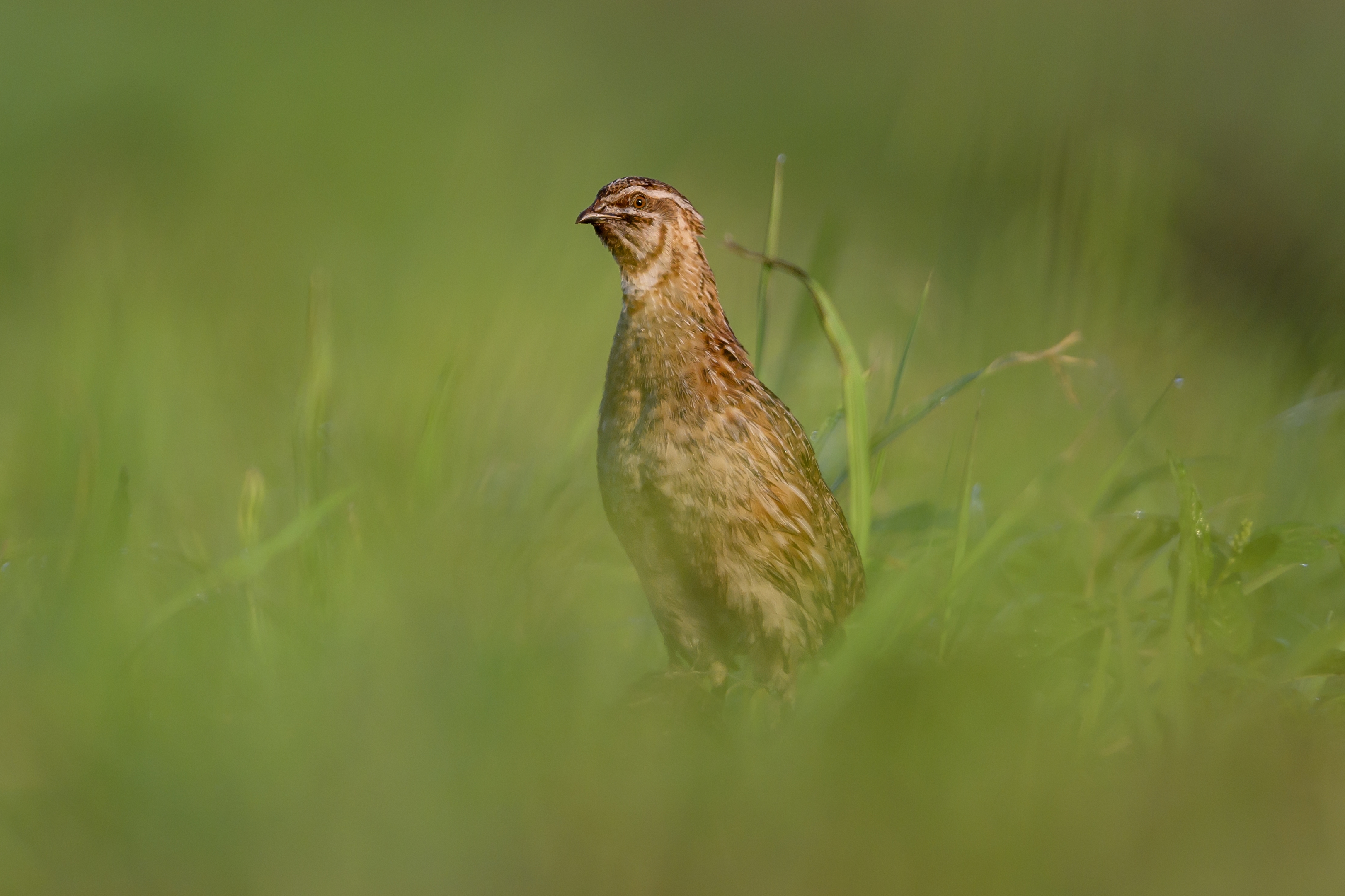 , Пупонин Сергей