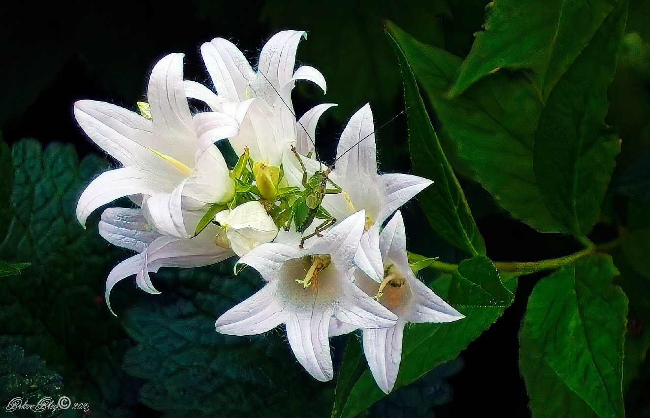 , Орлов Олег