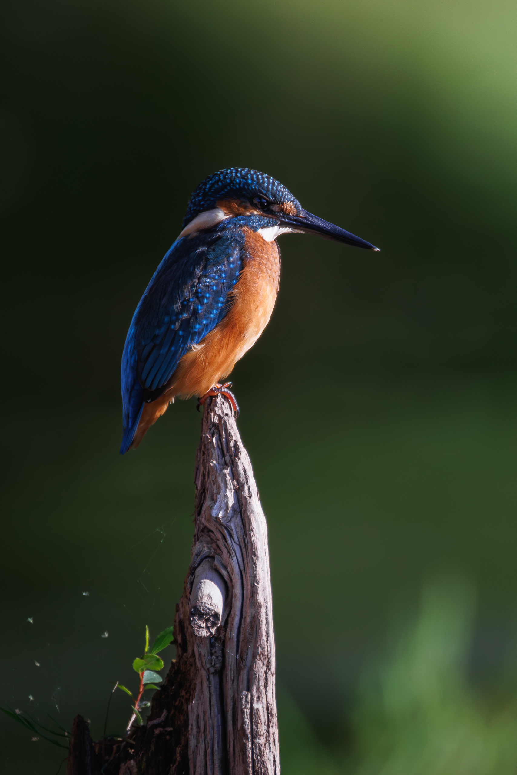 , Гильманов Артур