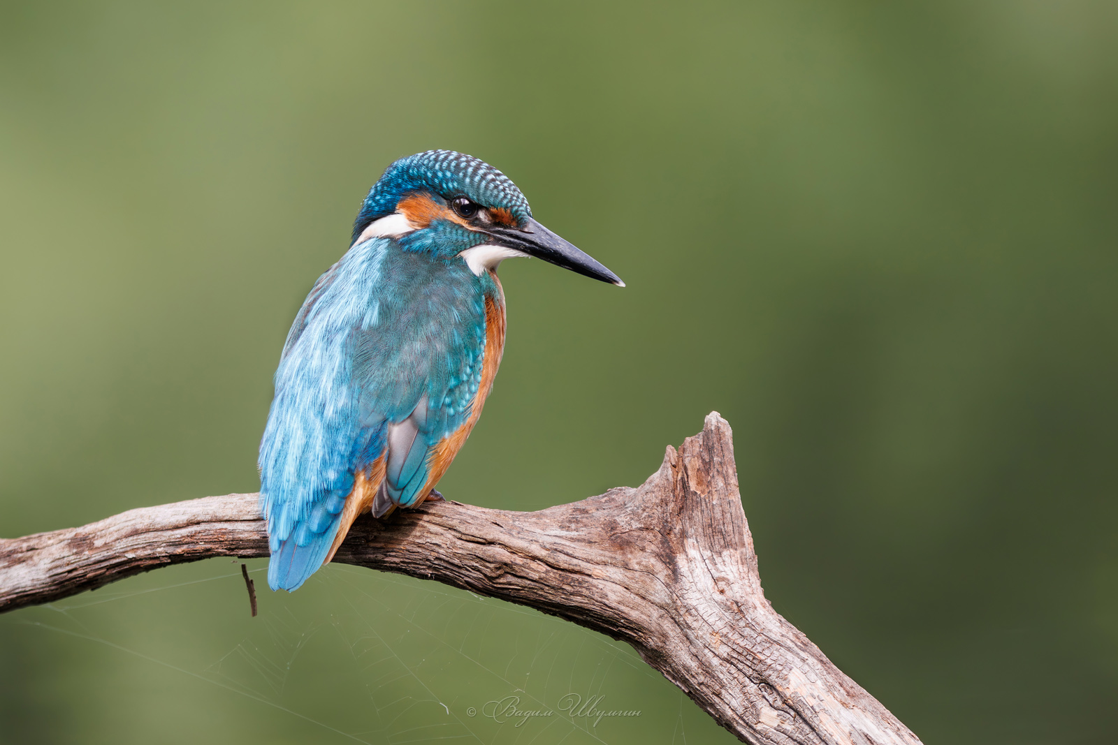зимородок, Шульгин Вадим