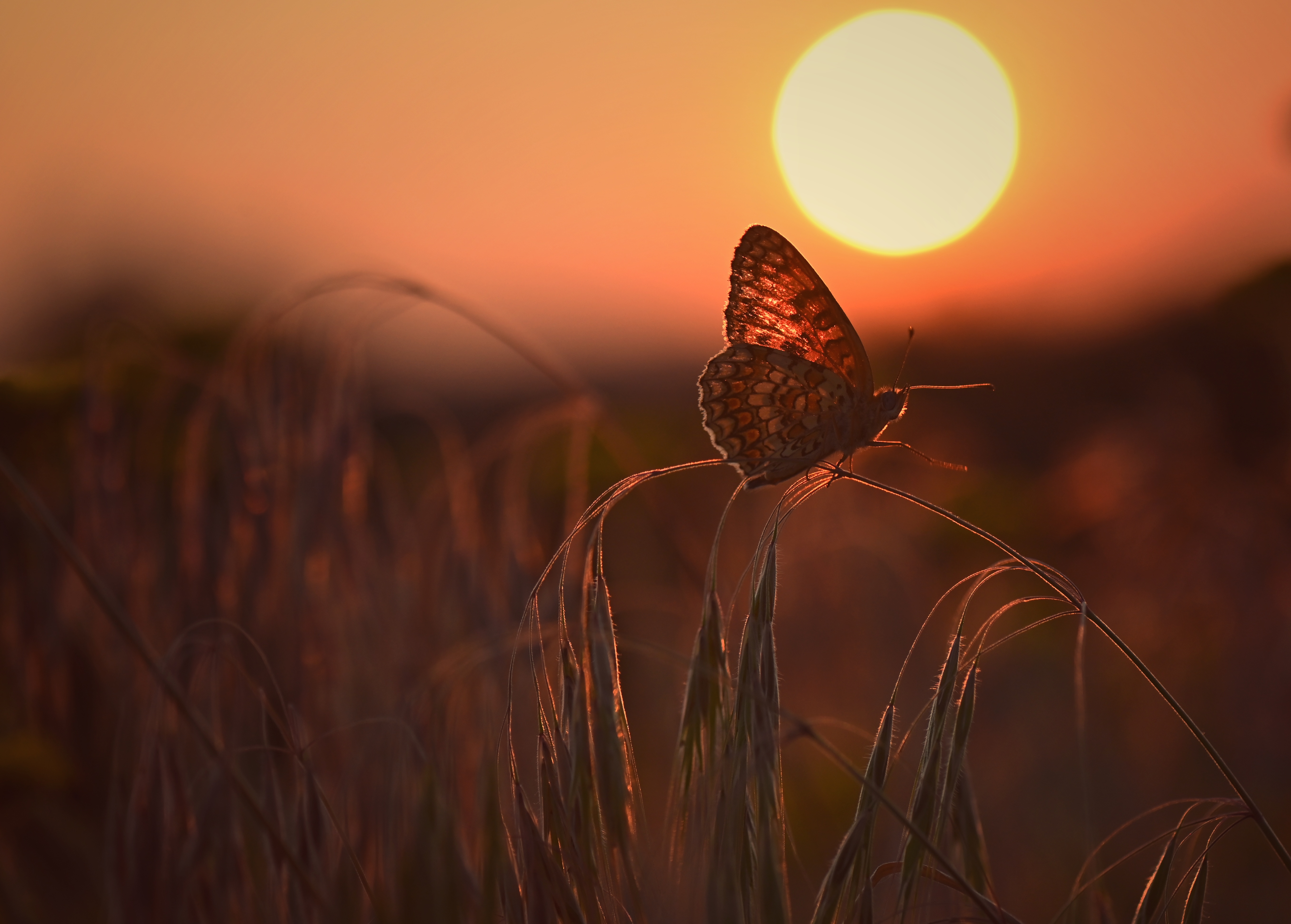 , Герчев Николай