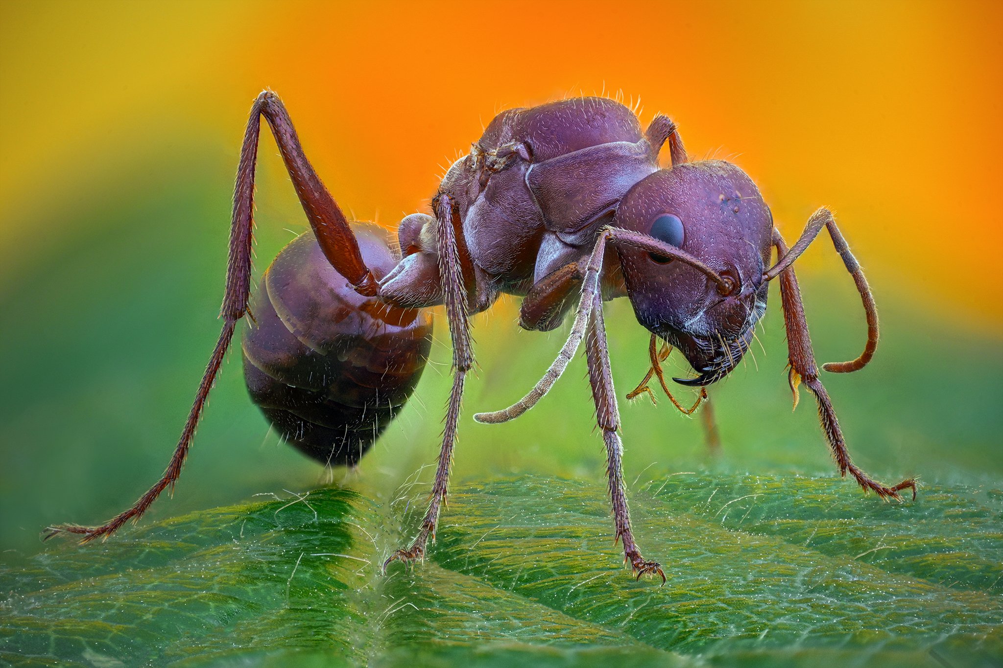 ceclii, macro, Ganev Tsvetan