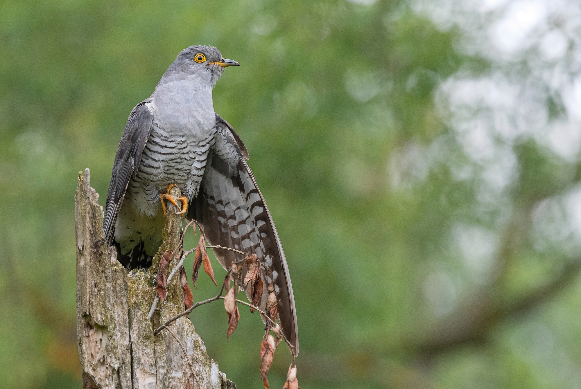 кукушка, птицы, весна, лето, природа, фотоохота, Сигушин Руслан