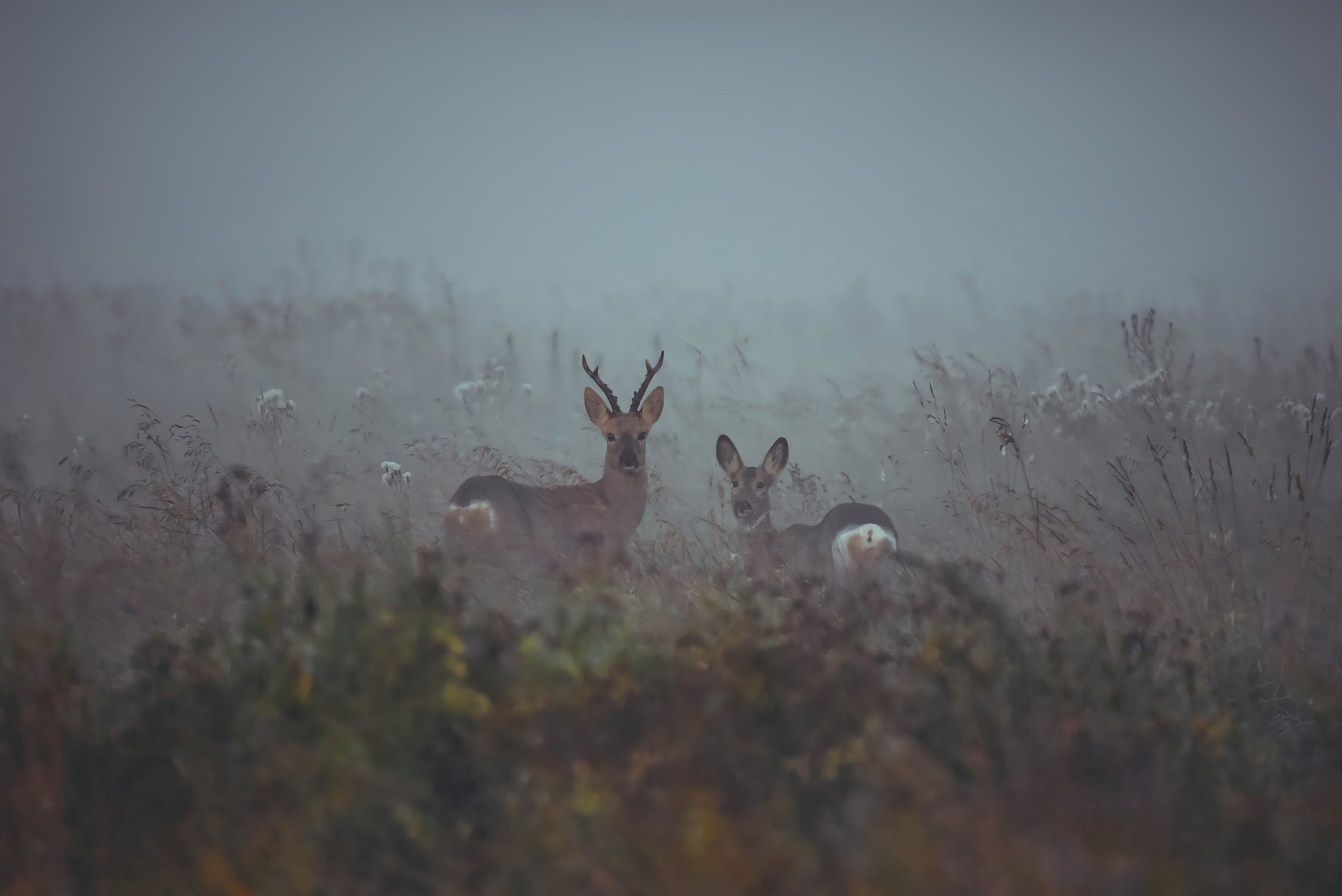 косуля туман утро животные никон , Бухвалова Анастасия