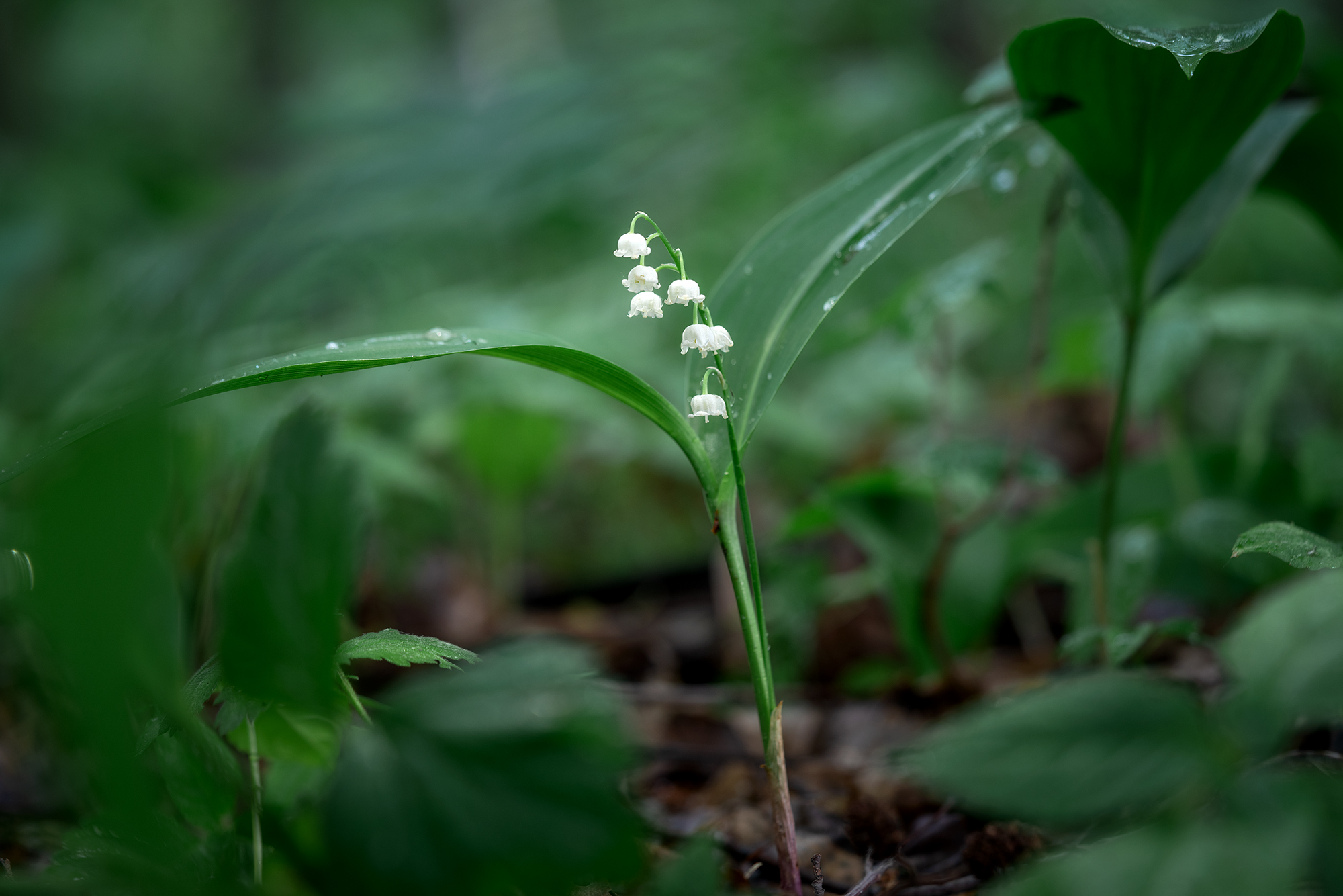 лес, ландыш, природа, цветы, лето, Людмила Завьялова