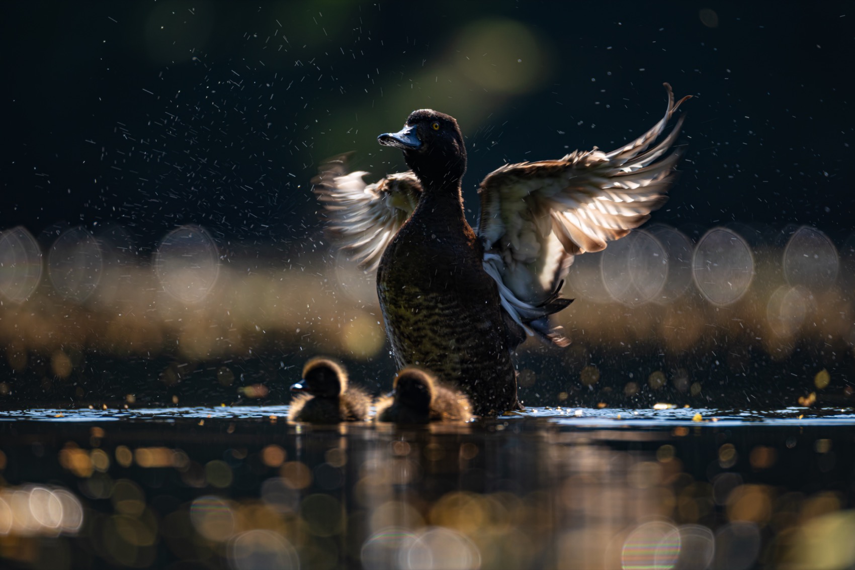 нырок, хохлатая чернеть, утенок, птицы, контражур, Руслан Pl