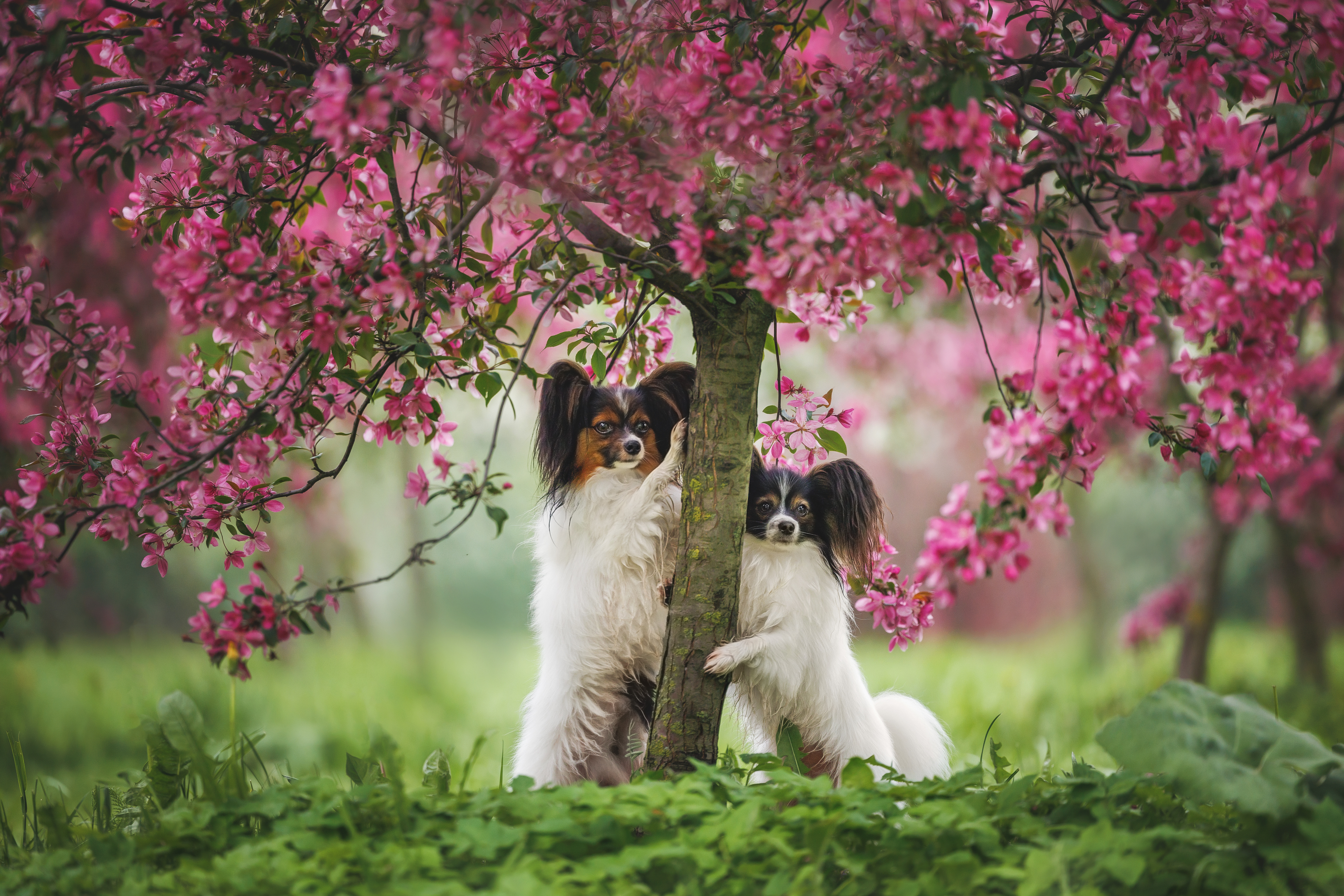 , Яна Нарбутович