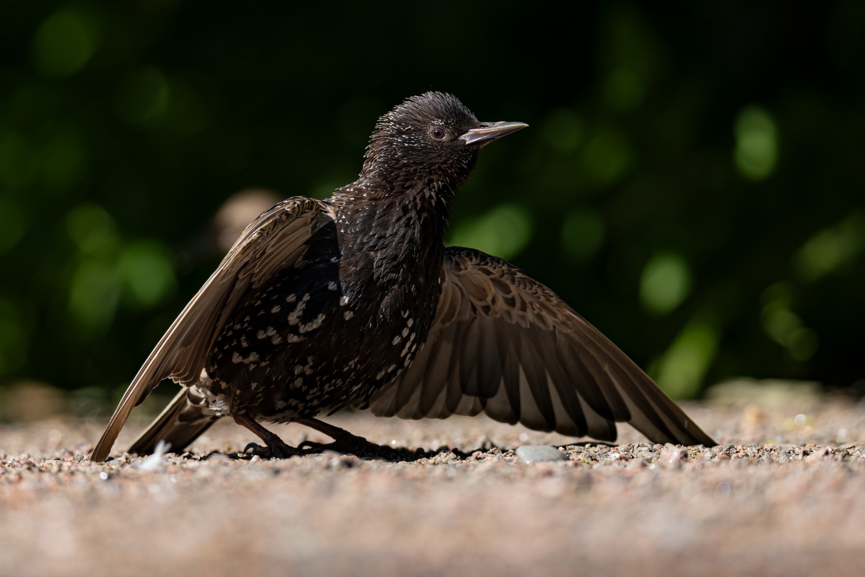 солнцевание, скворец, птицы, Руслан Pl