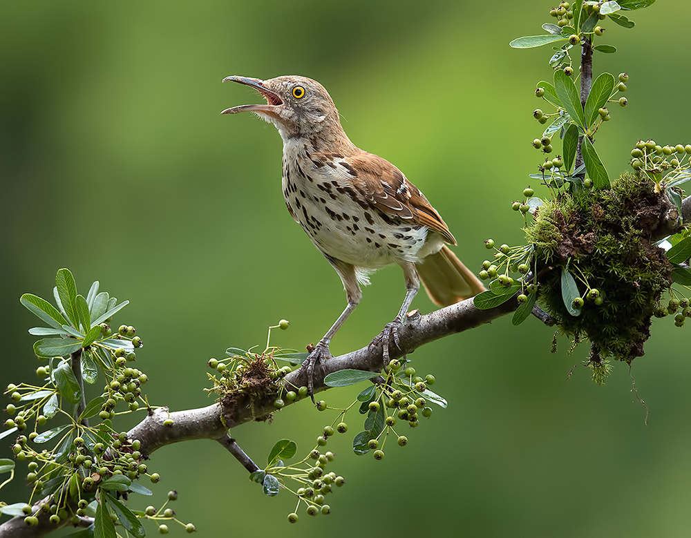 коричневый пересмешник, brown thrasher, пересмешник, Etkind Elizabeth
