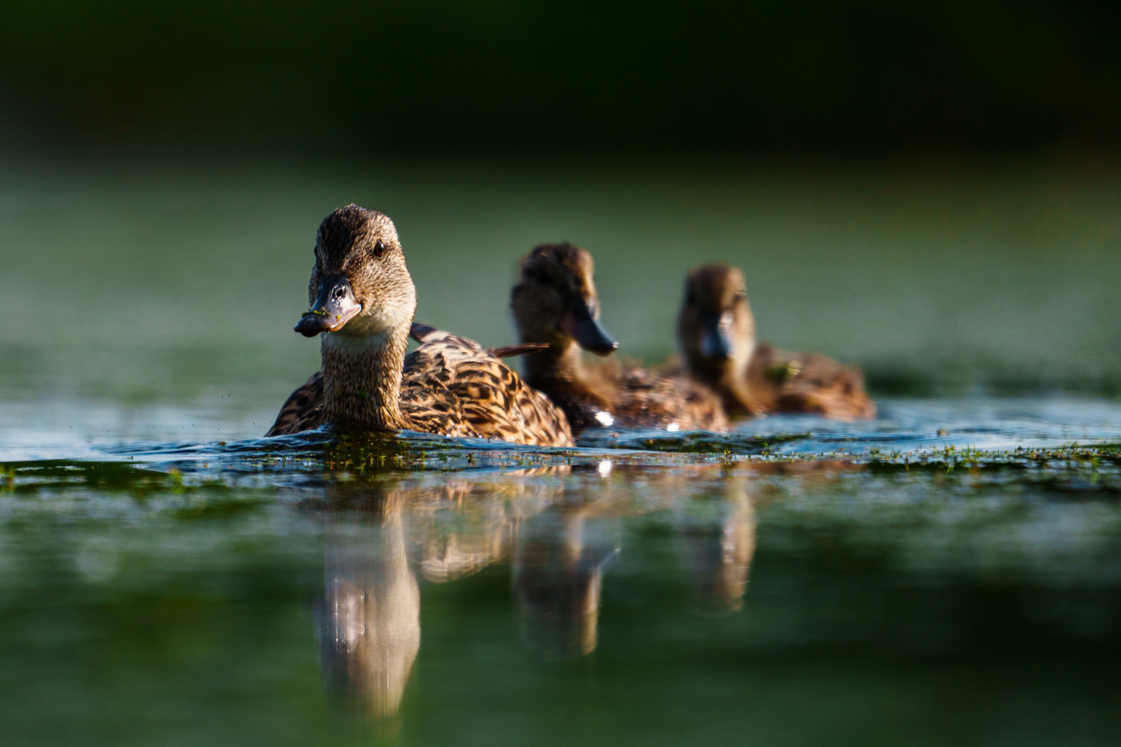 Утка, Велин Александр