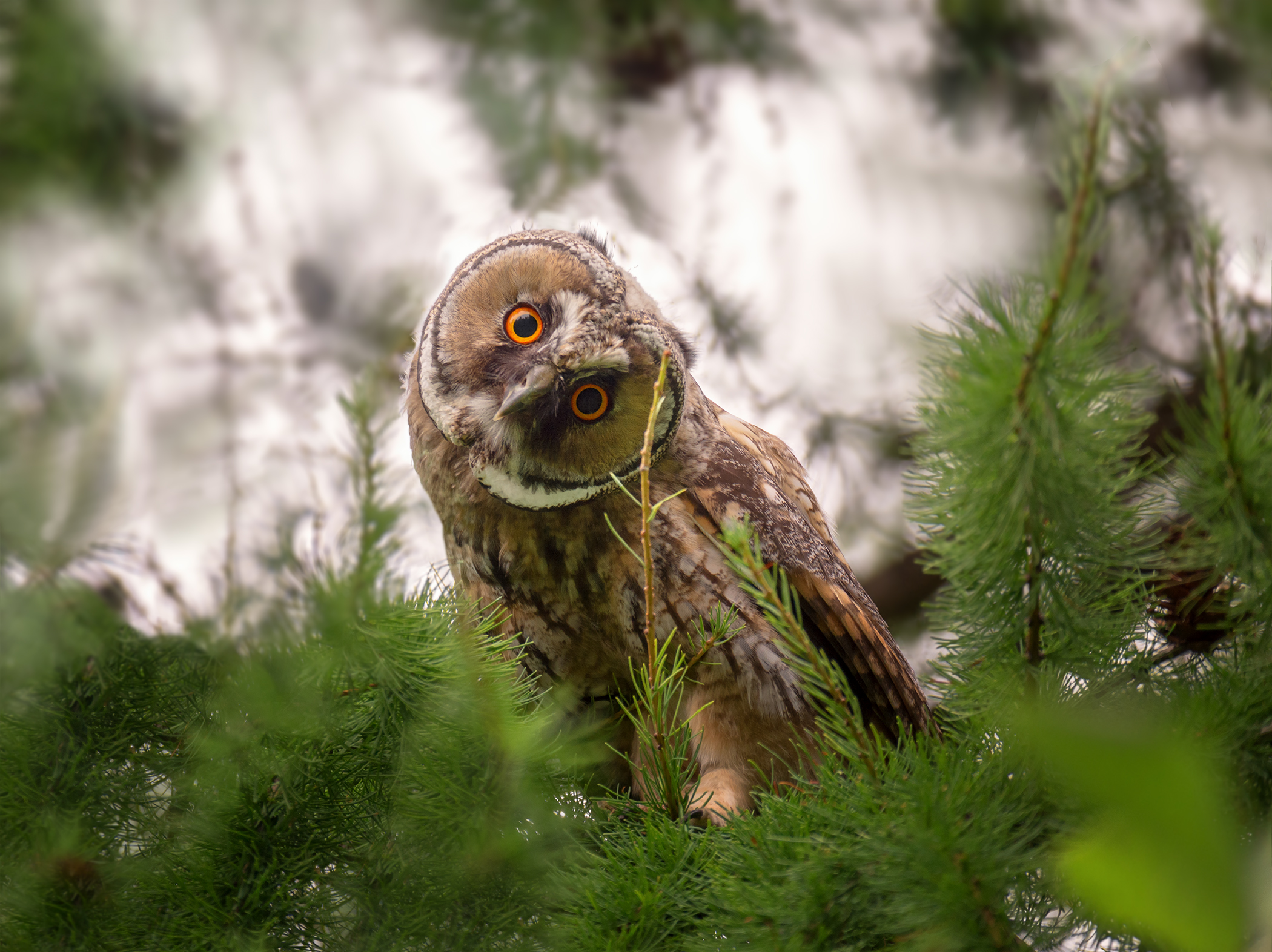 птица, соваушастая, слёток, лес,, Мочалова Марина