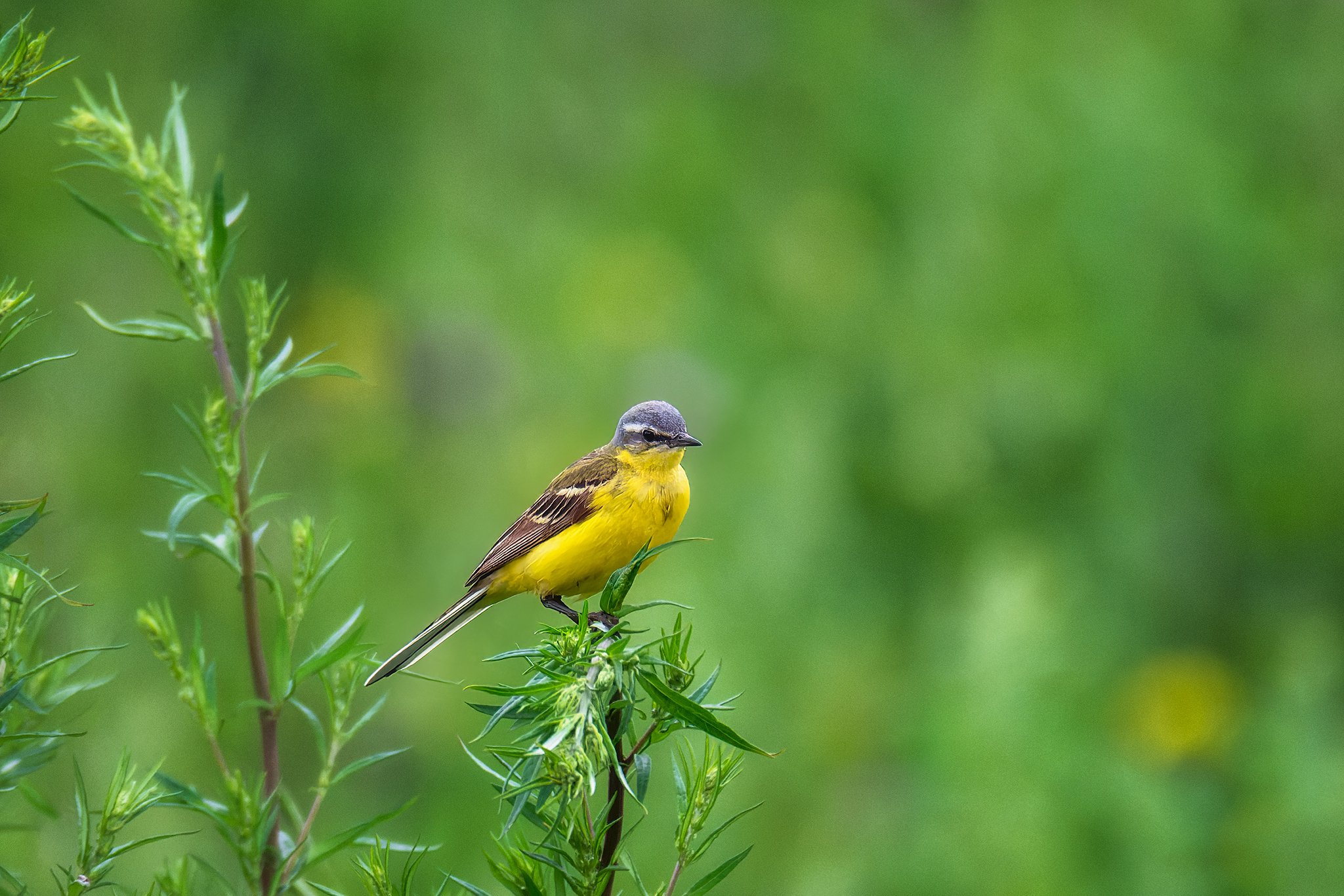 пермский край, птицы, трясогузка, желтая трясогузка ,фотоохота, Кузнецов Кирилл
