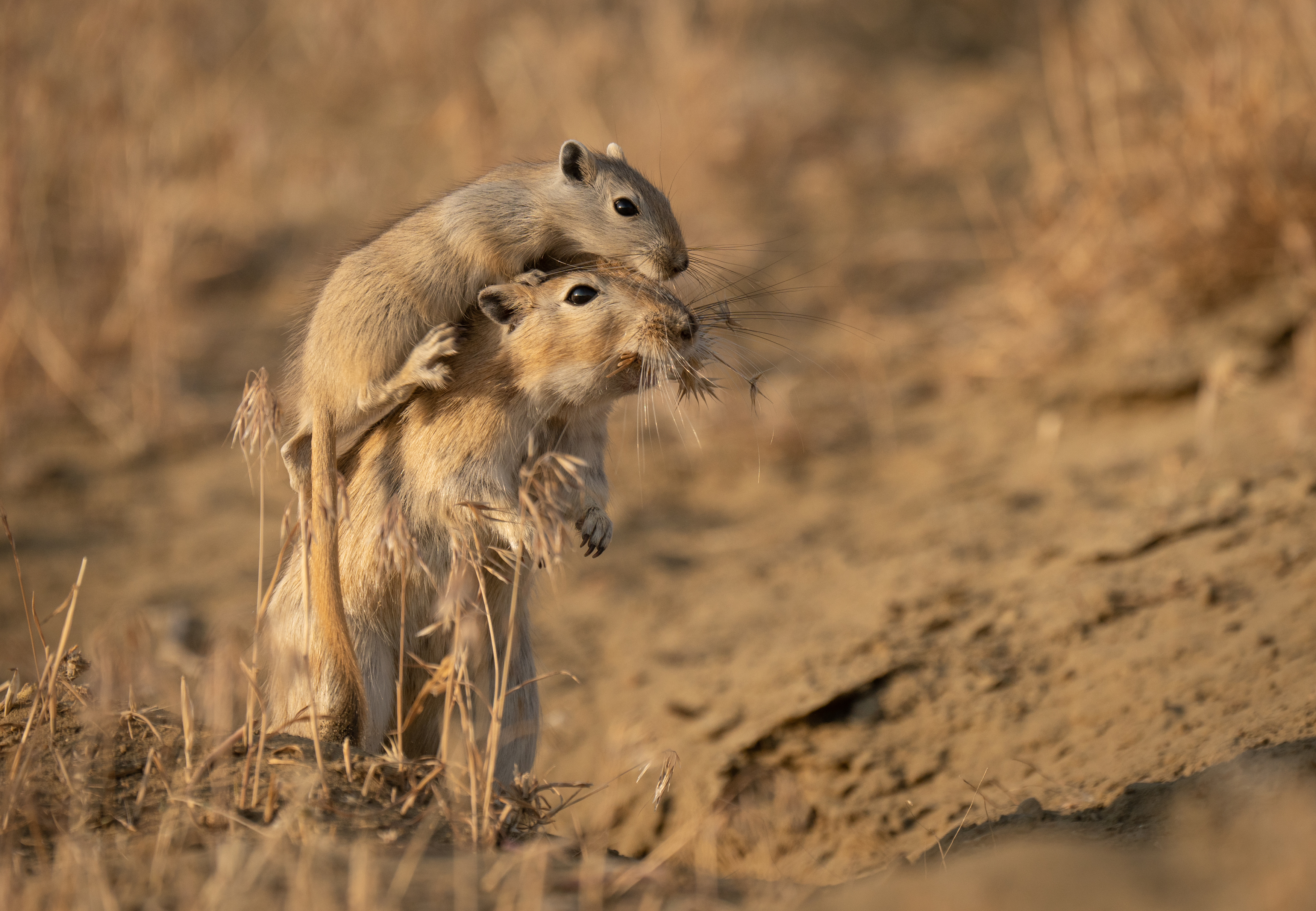 , Владимир Цветов