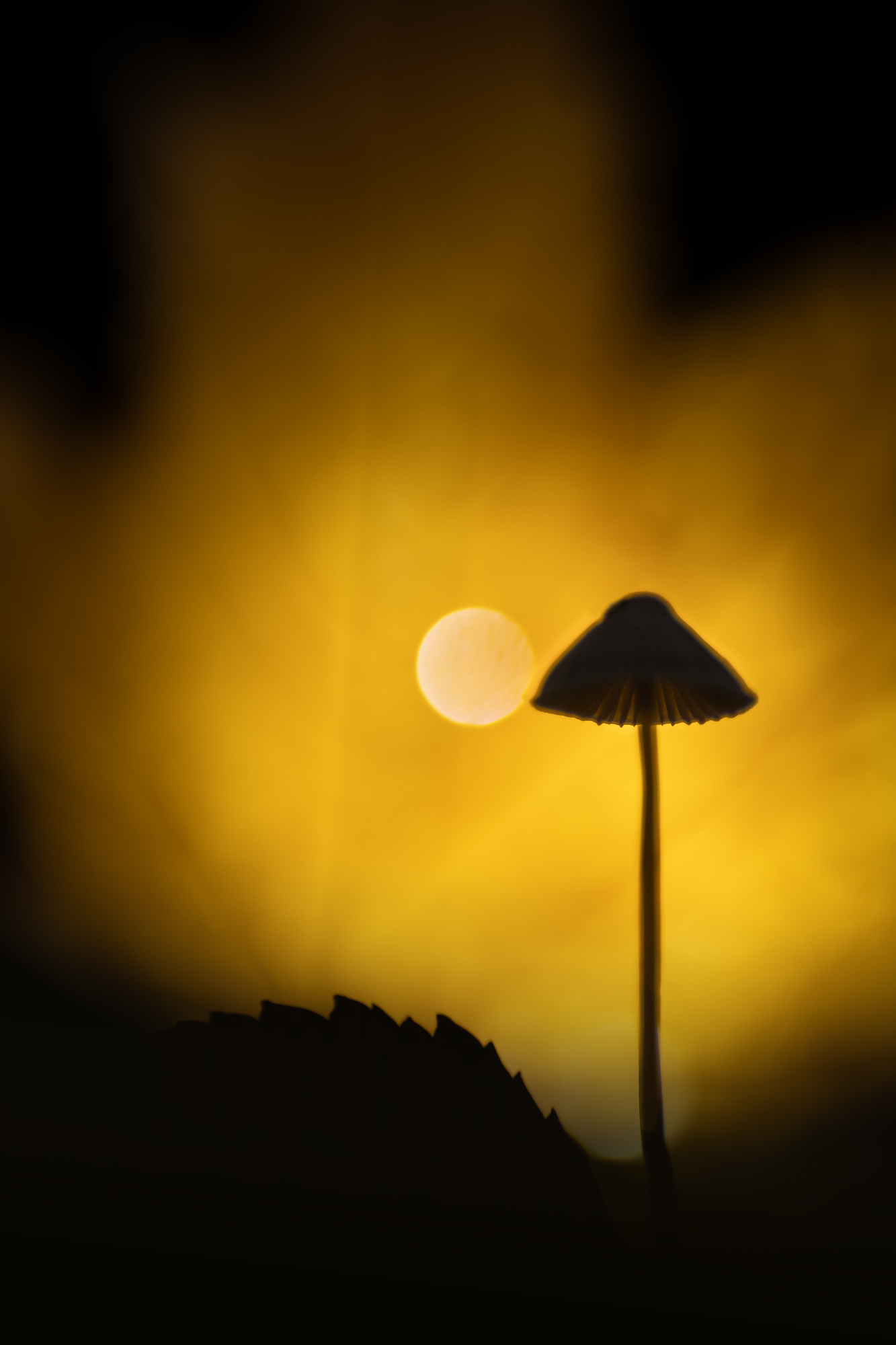 , Кузнецов Дмитрий