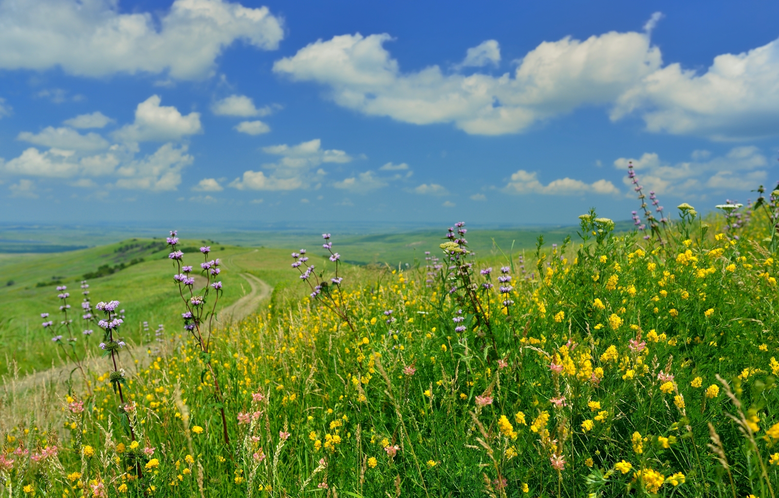 лето степь цветы, Александр Жарников
