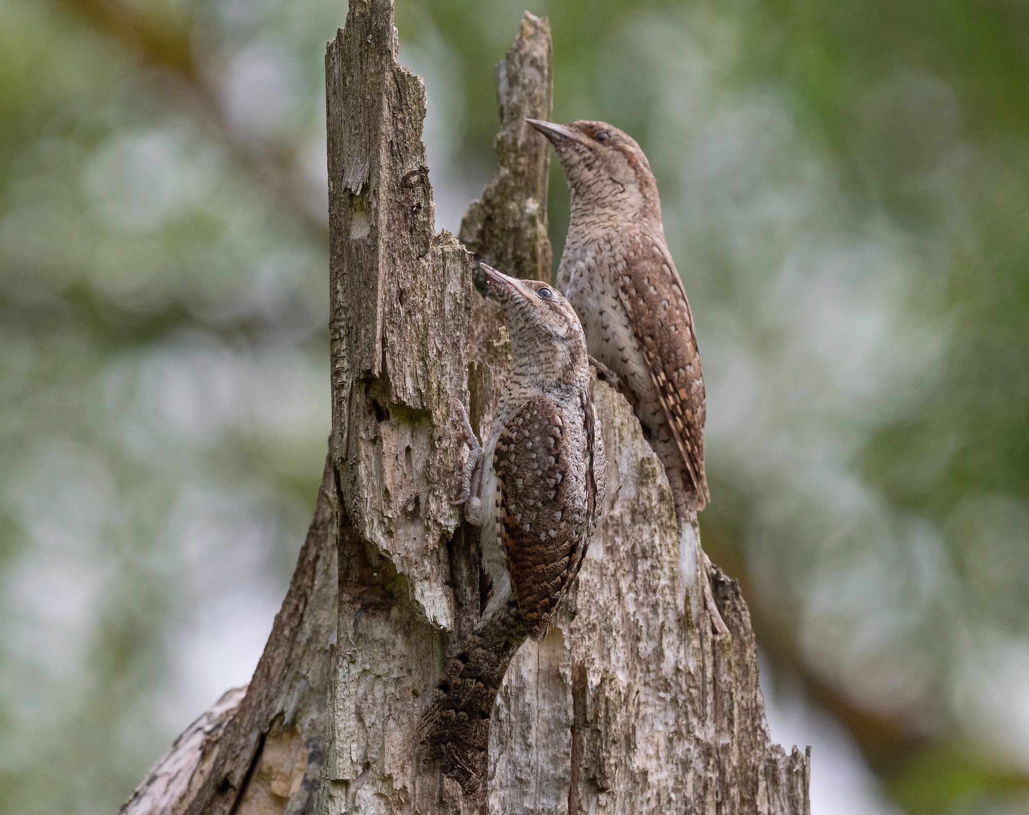 вертишейка, птицы, весна, лето, фотоохота, природа, Сигушин Руслан