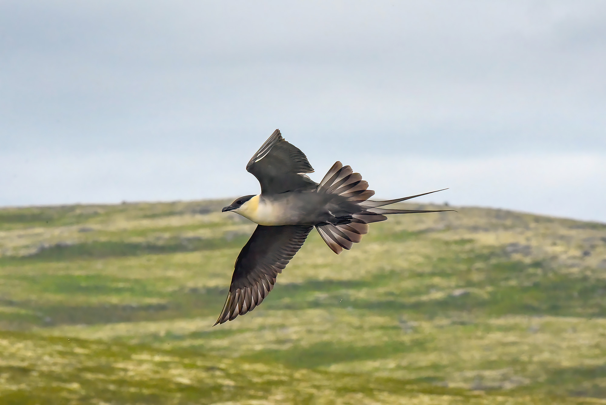 , Бухвалова Анастасия