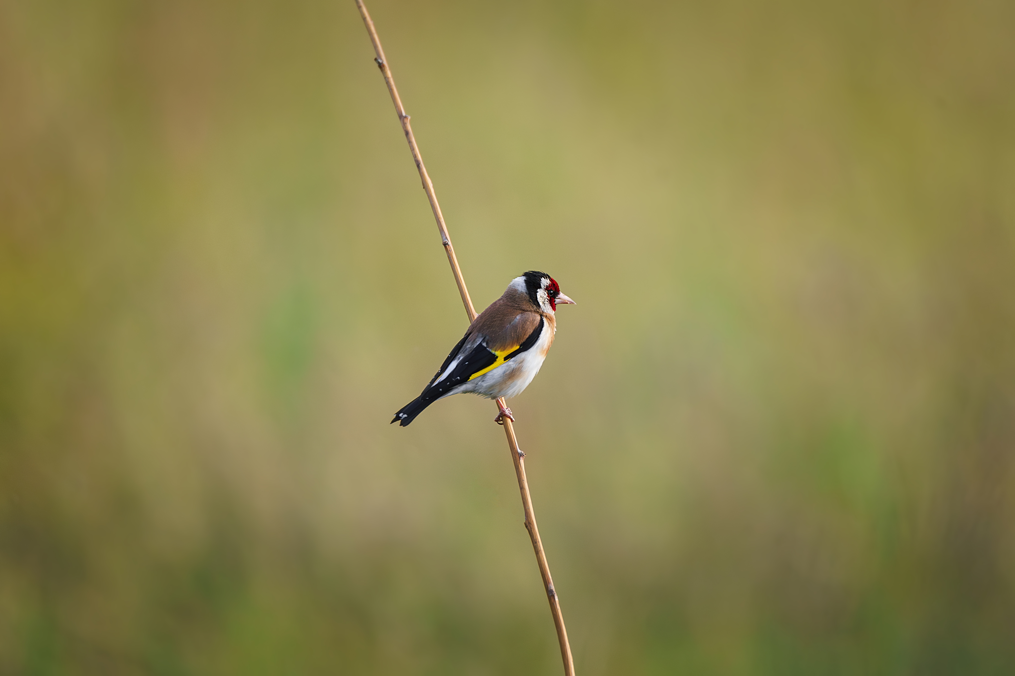 , Корнеев Алексей