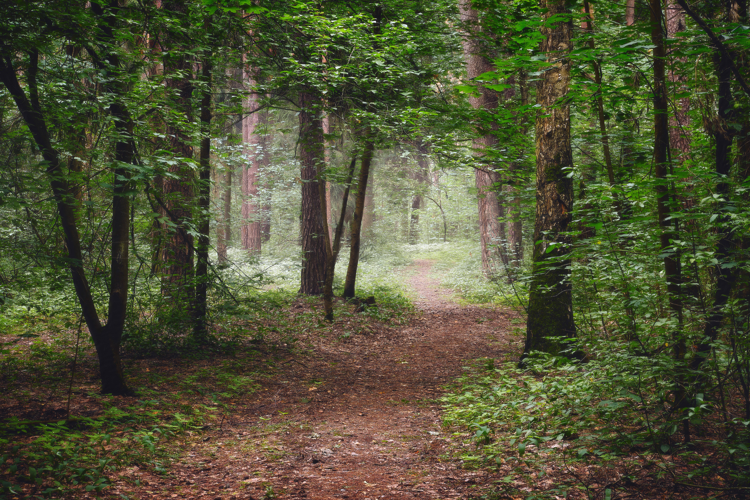 лес, деревья, листва, свет, Валерий Вождаев