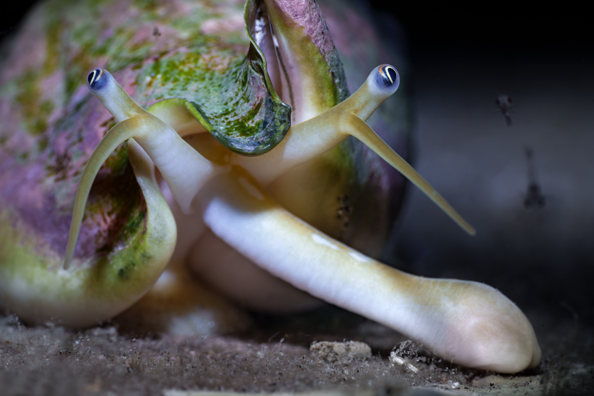 , Савин Андрей