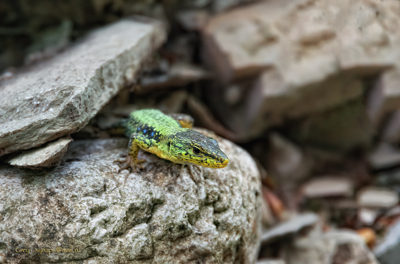 ящерица макро камни, Сергей Павлов
