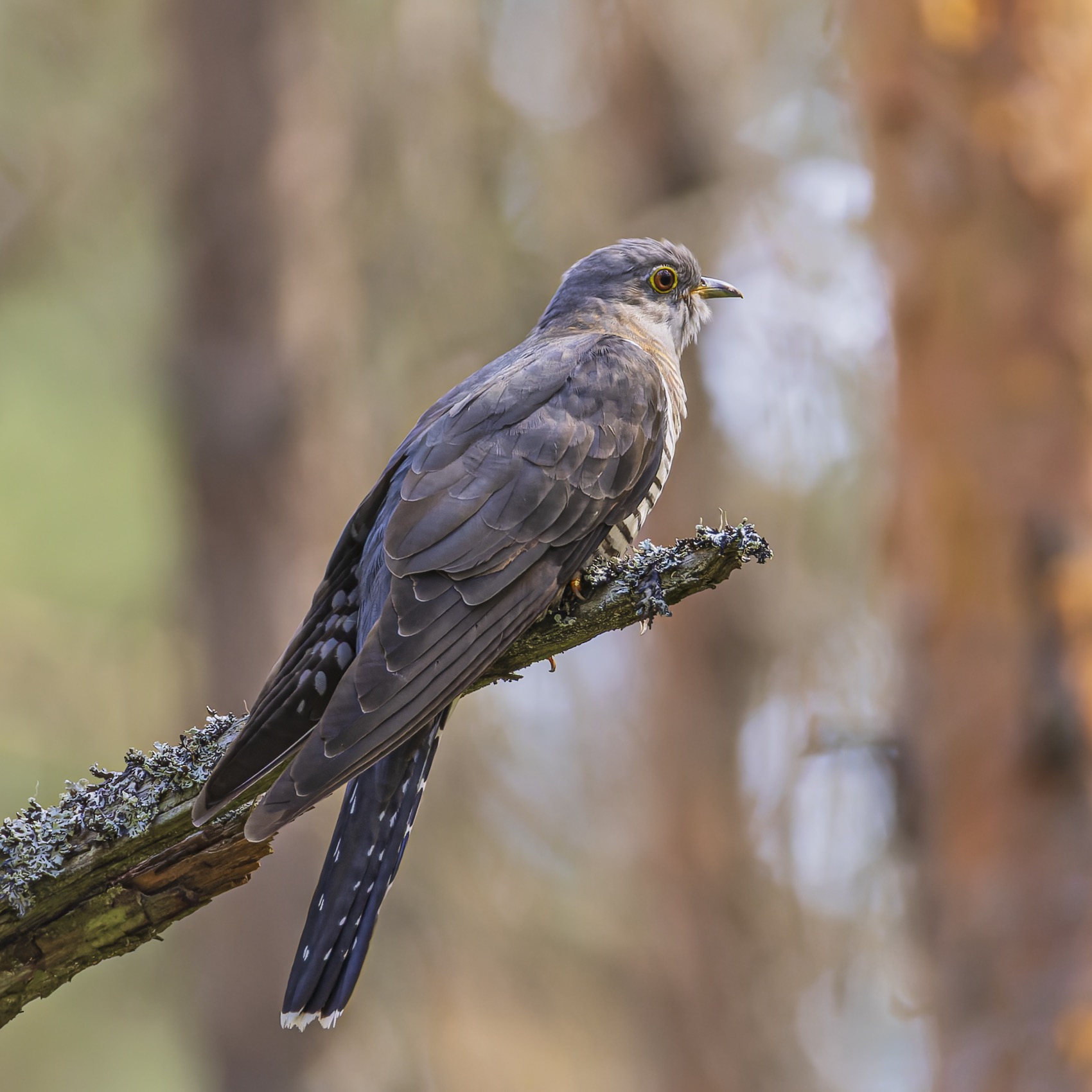 кукушка, птицы, Руслан Pl